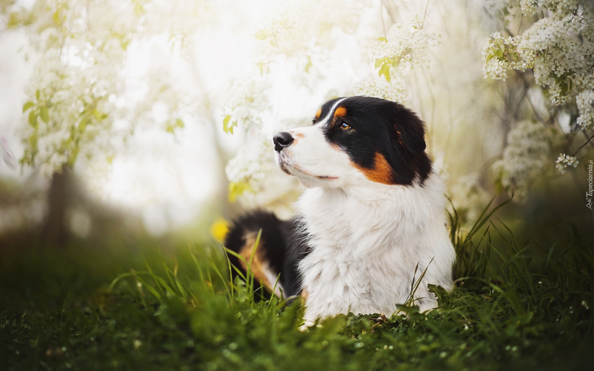 Leżący, Owczarek Australijski, Australian shepherd, Kwiaty