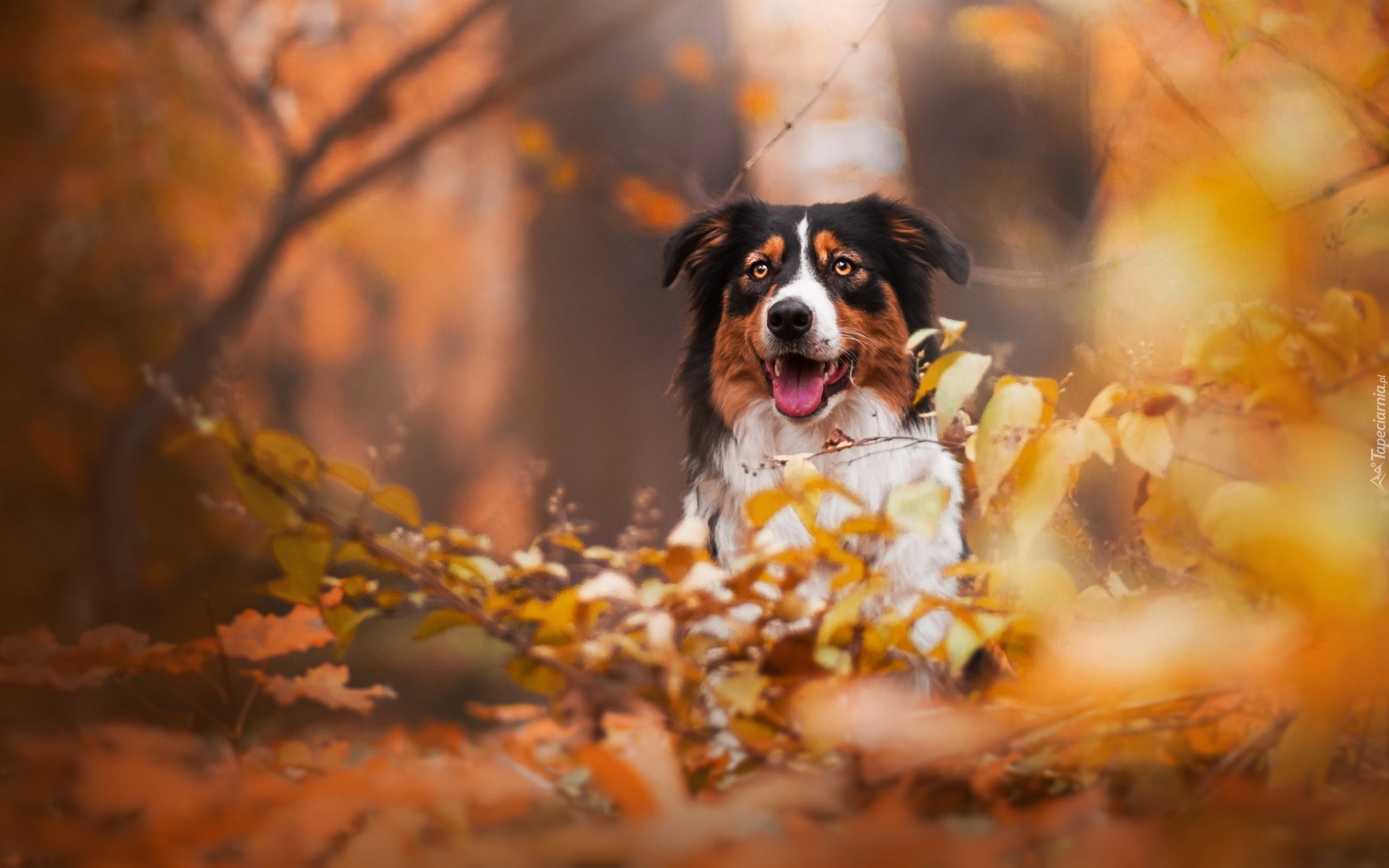 Owczarek australijski, Australian shepherd, Gałęzie, Liście