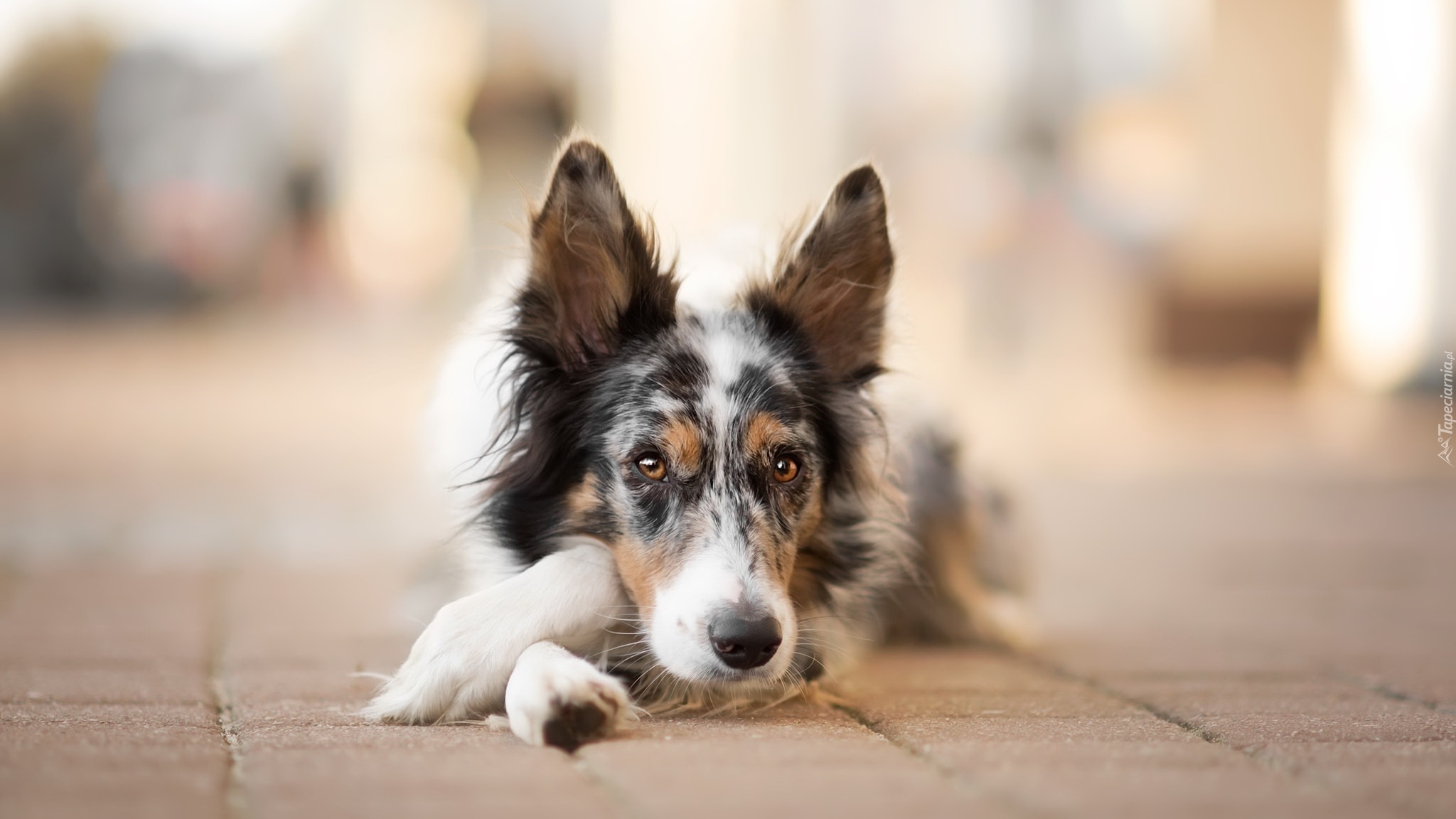 Pies, Border collie, Mordka, Chodnik