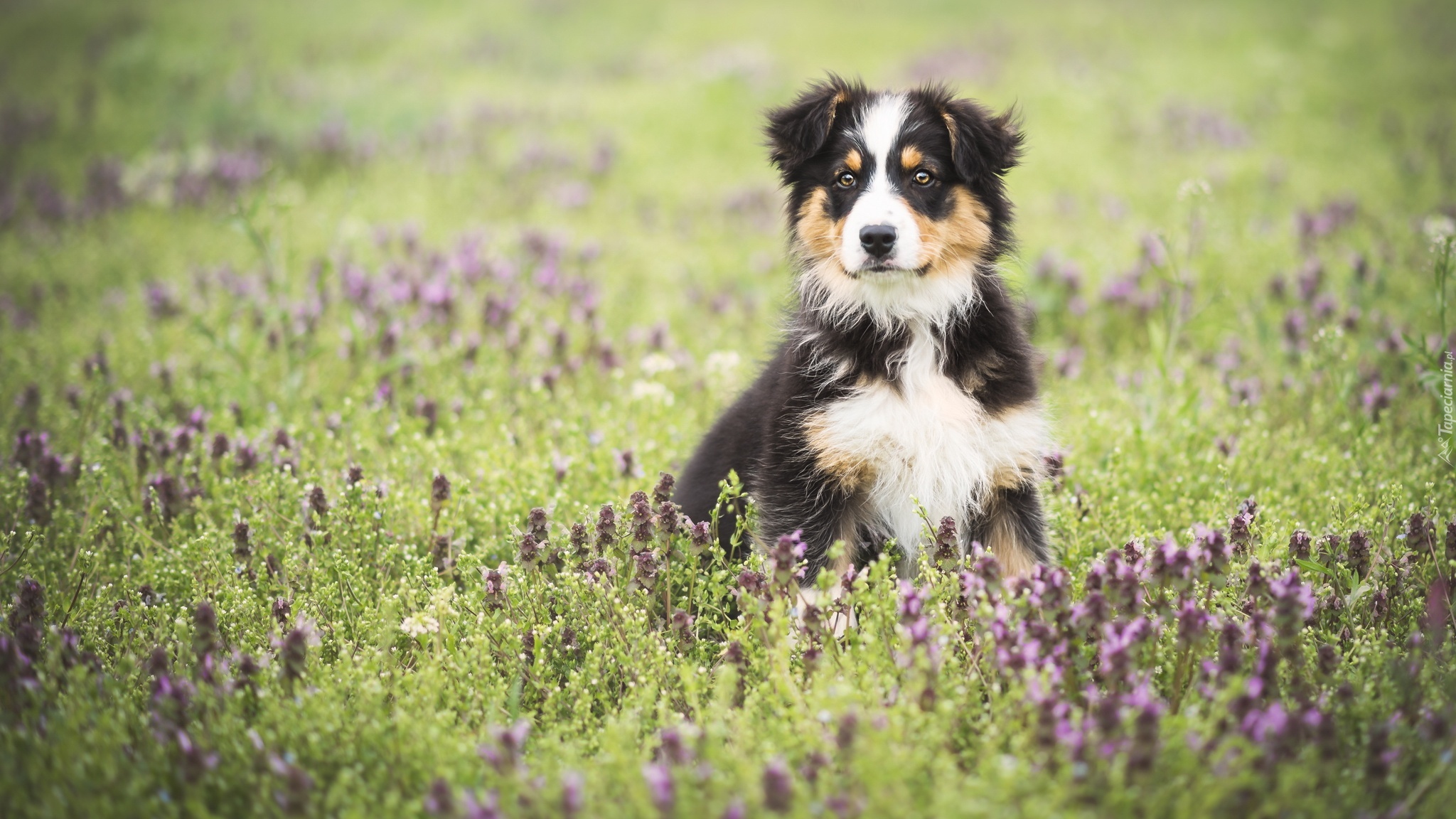 Owczarek australijski, Australian shepherd, Szczeniak, Łąka