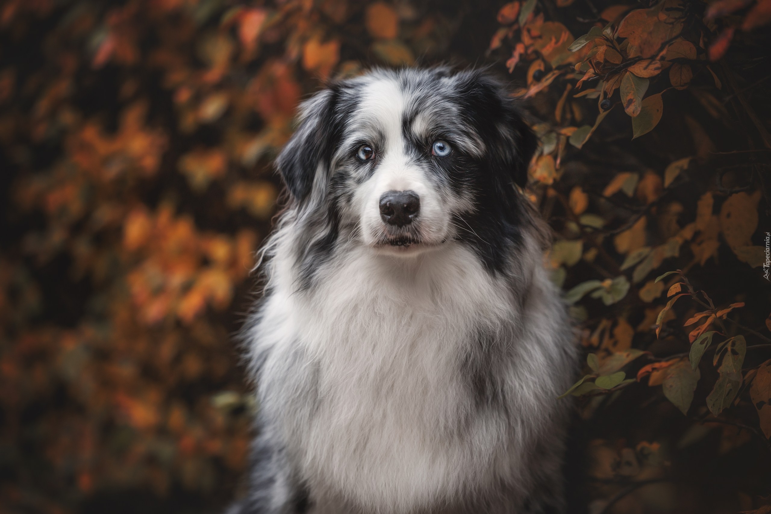 Pies, Biało-szary, Owczarek australijski, Liście
