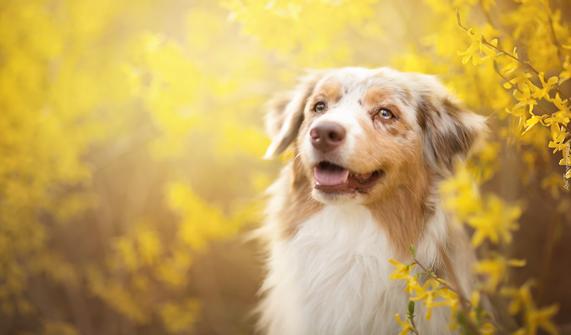 Owczarek australijski, Australian shepherd, Forsycja