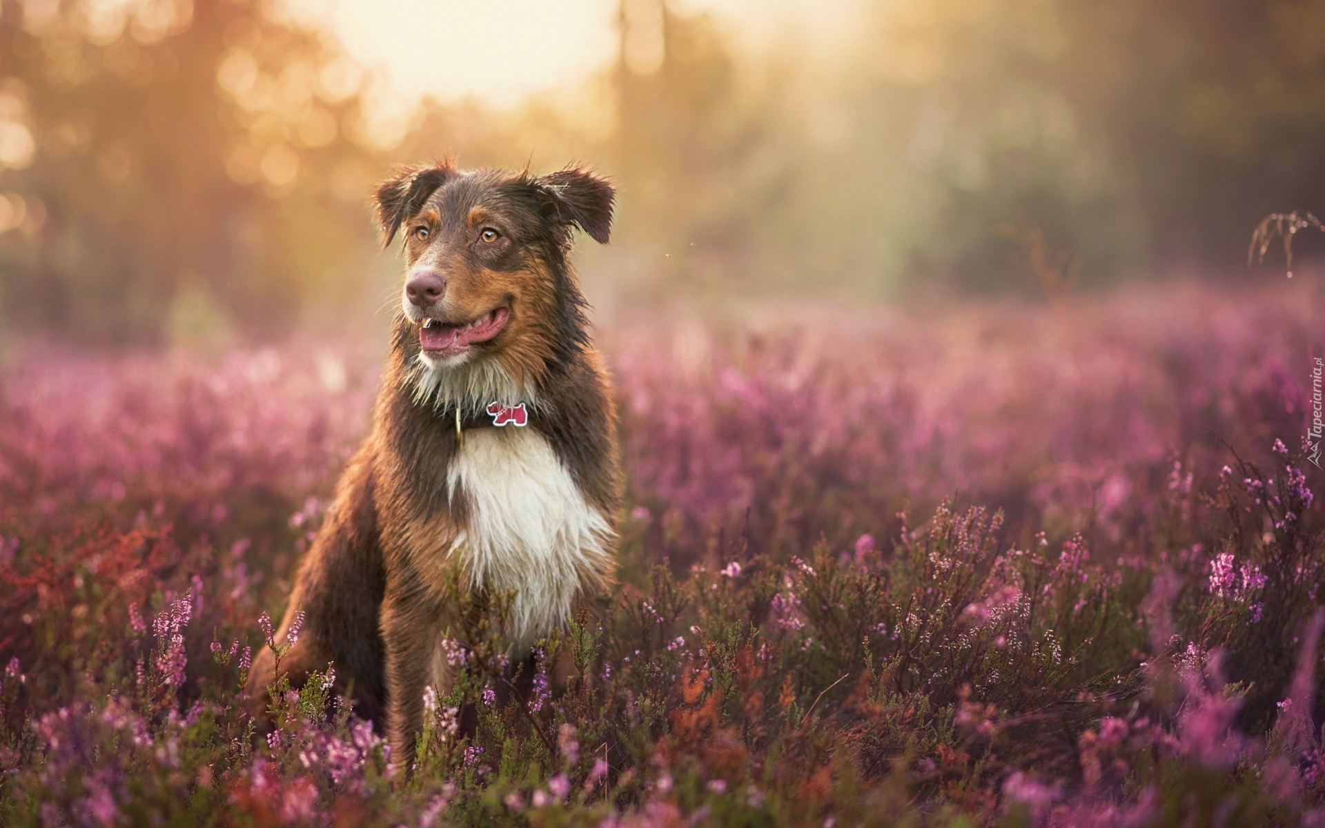 Owczarek australijski, Australian shepherd, Wrzos