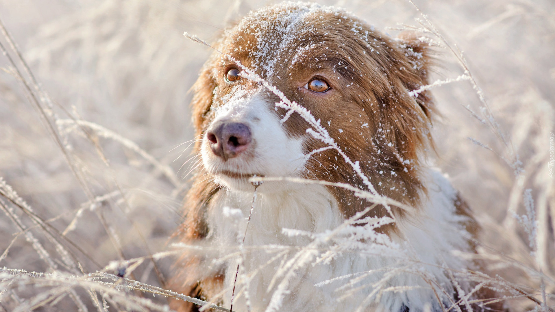 Pies, Owczarek australijski, Trawa, Śnieg
