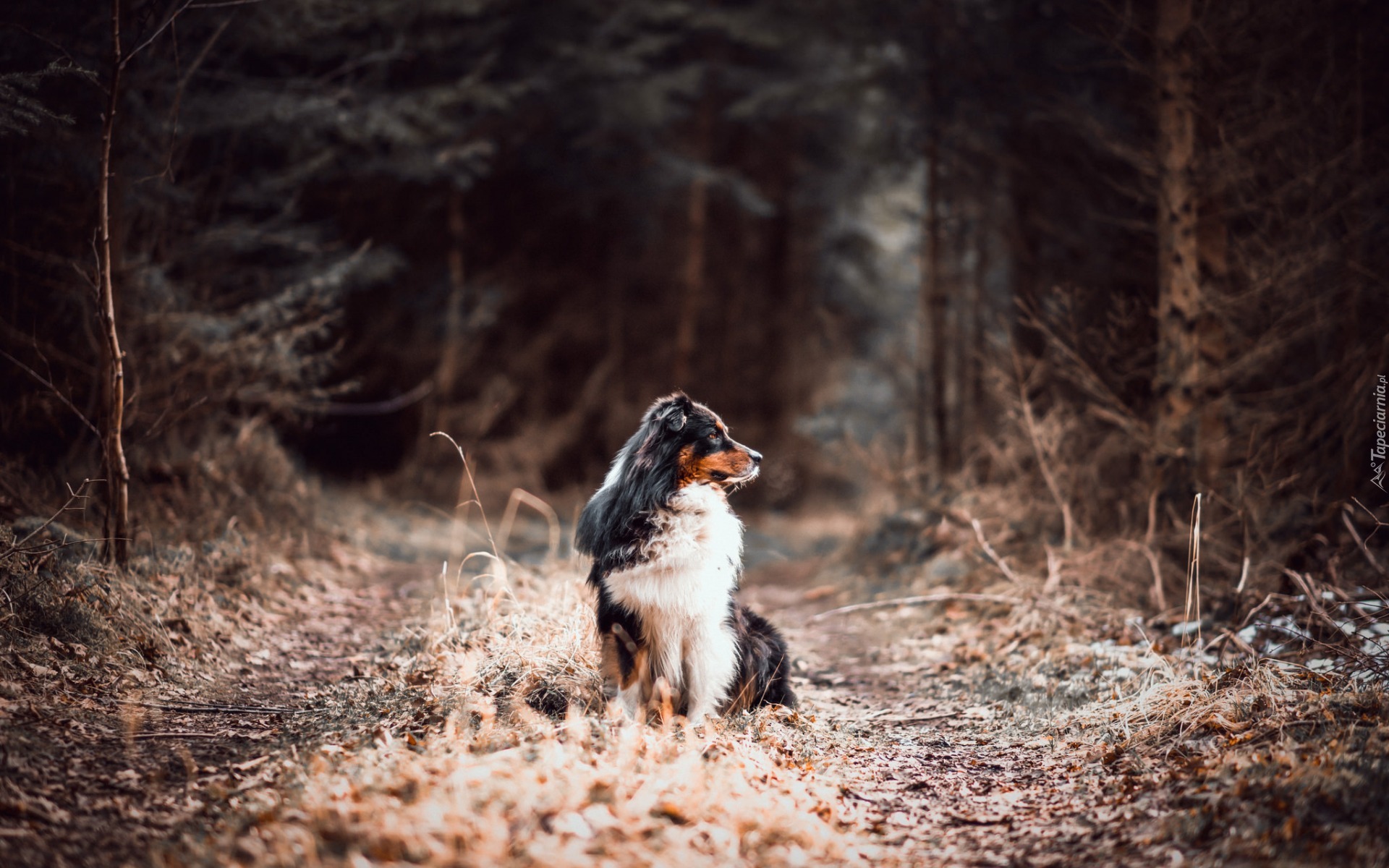 Owczarek australijski, Australian shepherd, Droga, Las