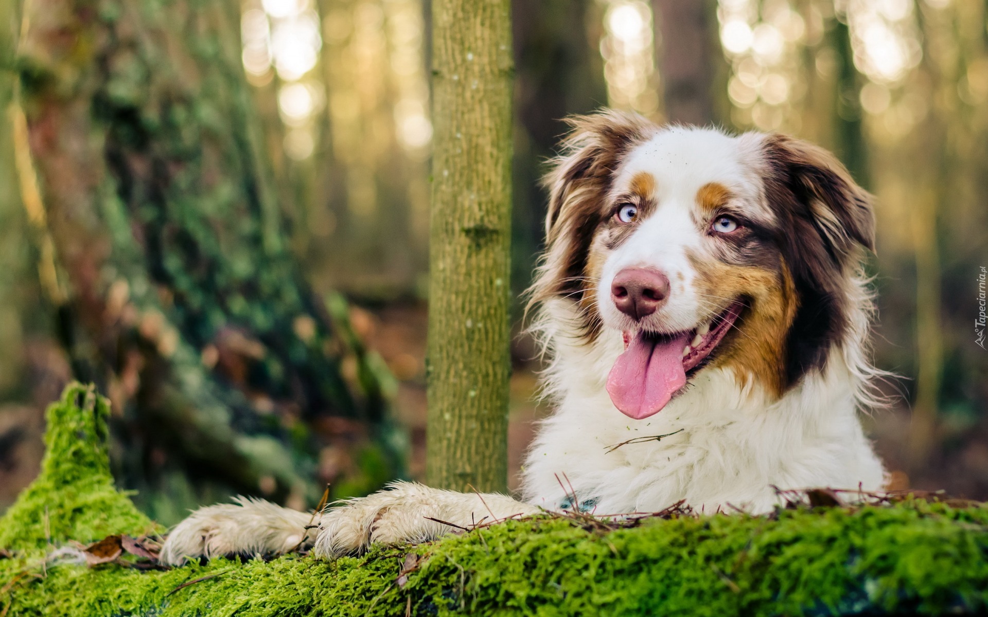 Owczarek australijski, Australian shepherd, Język, Las