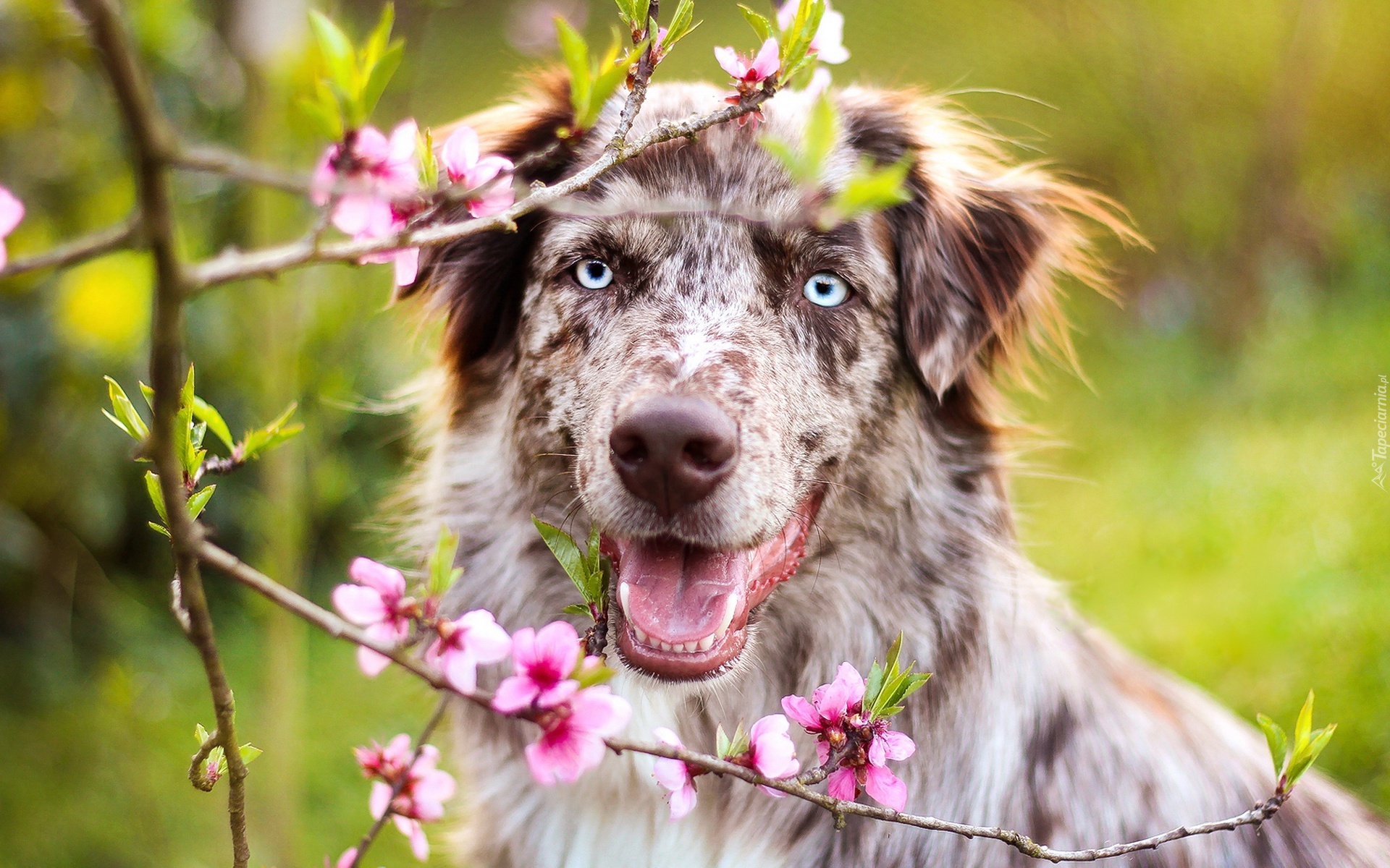 Owczarek australijski, Australian shepherd, Kwiaty