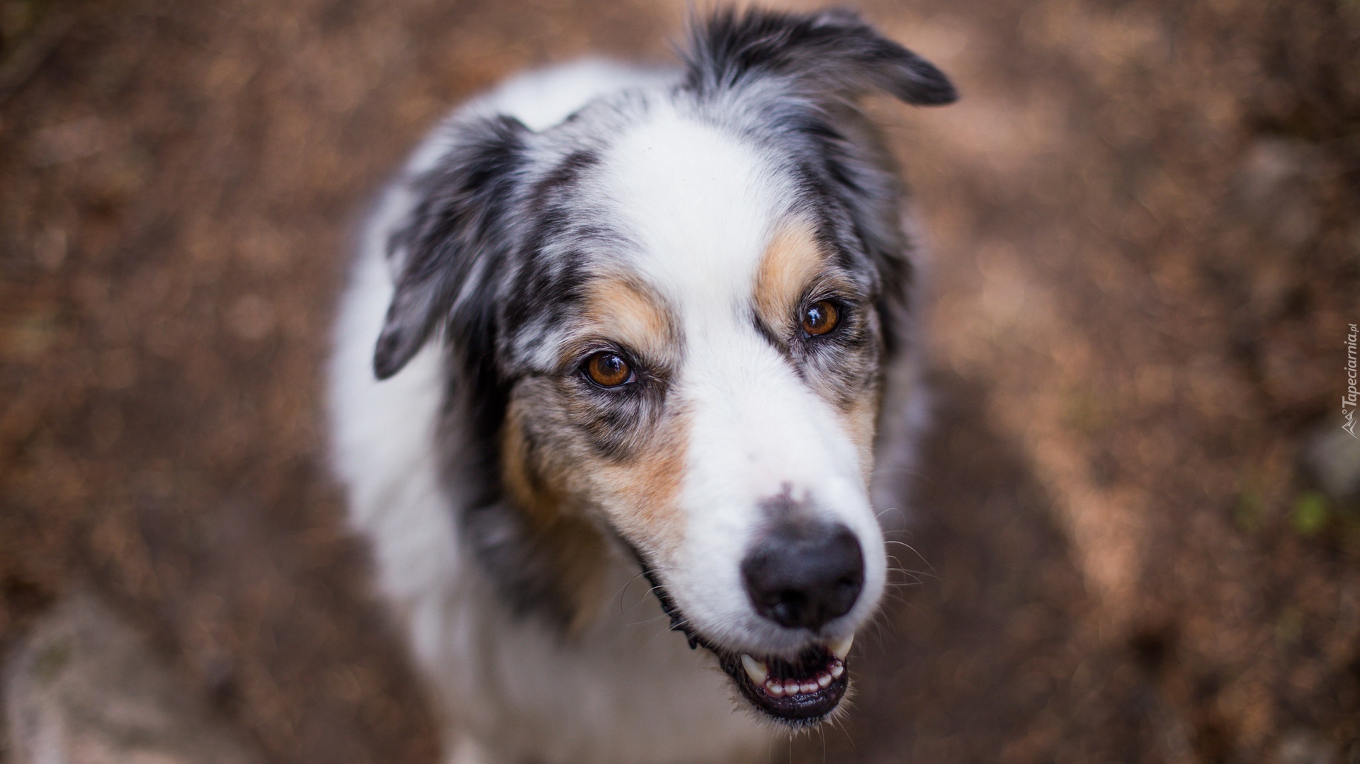 Owczarek australijski, Australian shepherd