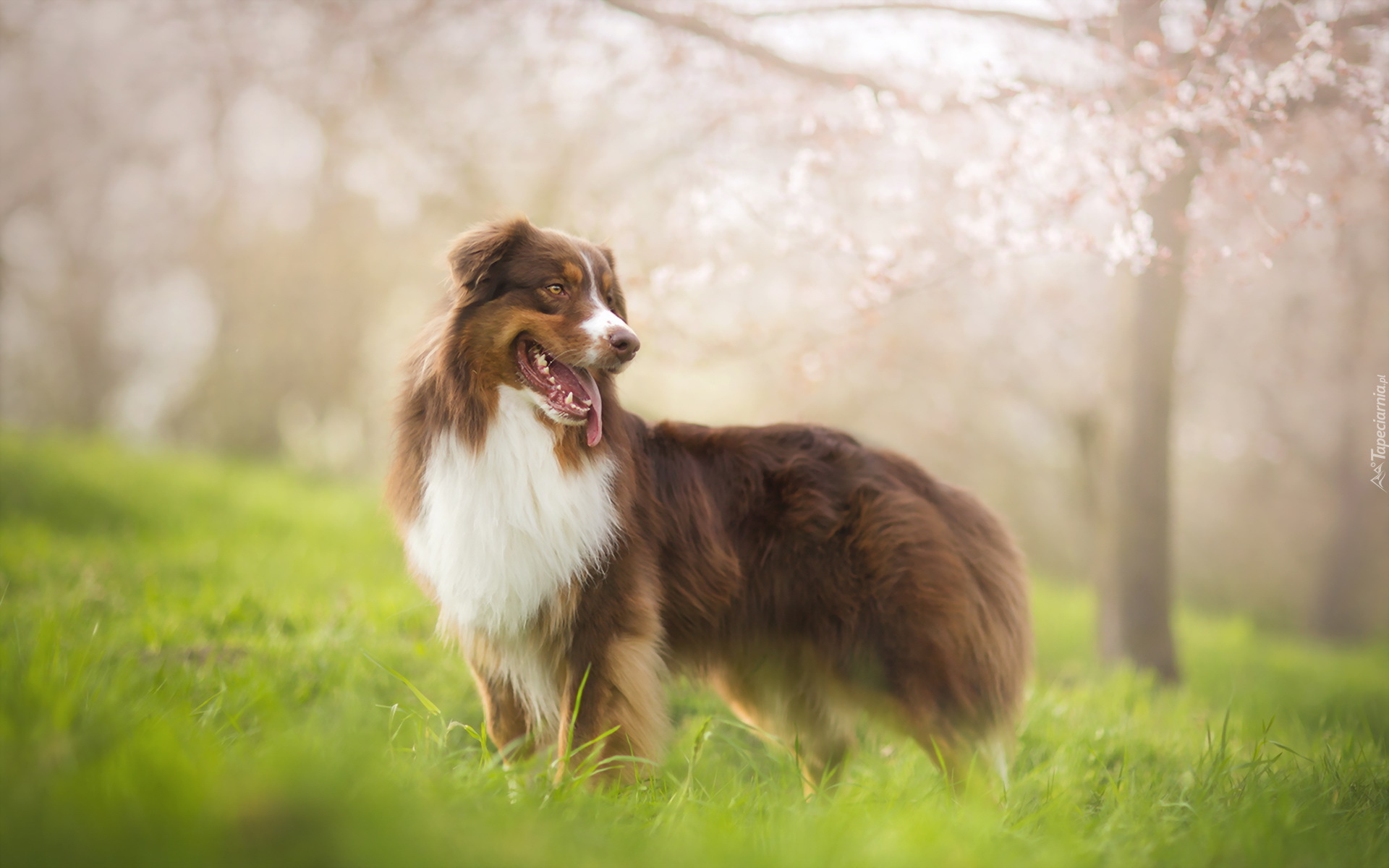 Owczarek australijski, Australian shepherd, Rozmycie