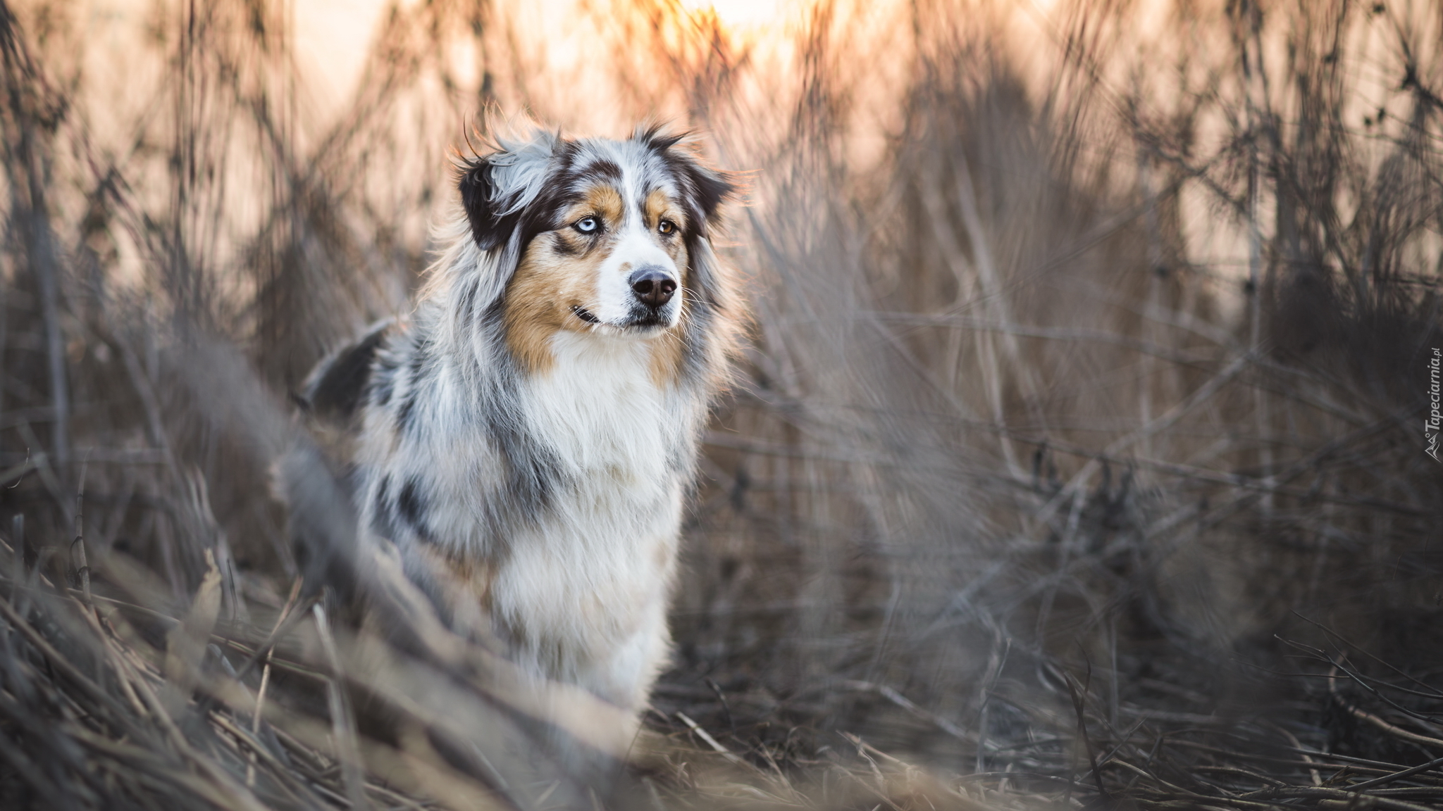 Owczarek australijski, Australian shepherd, Trawa