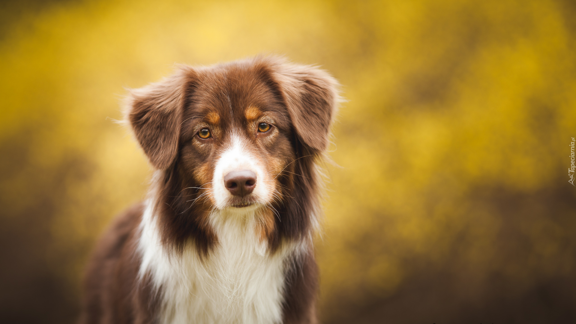 Owczarek australijski, Australian shepherd, Sylwetka, Mordka