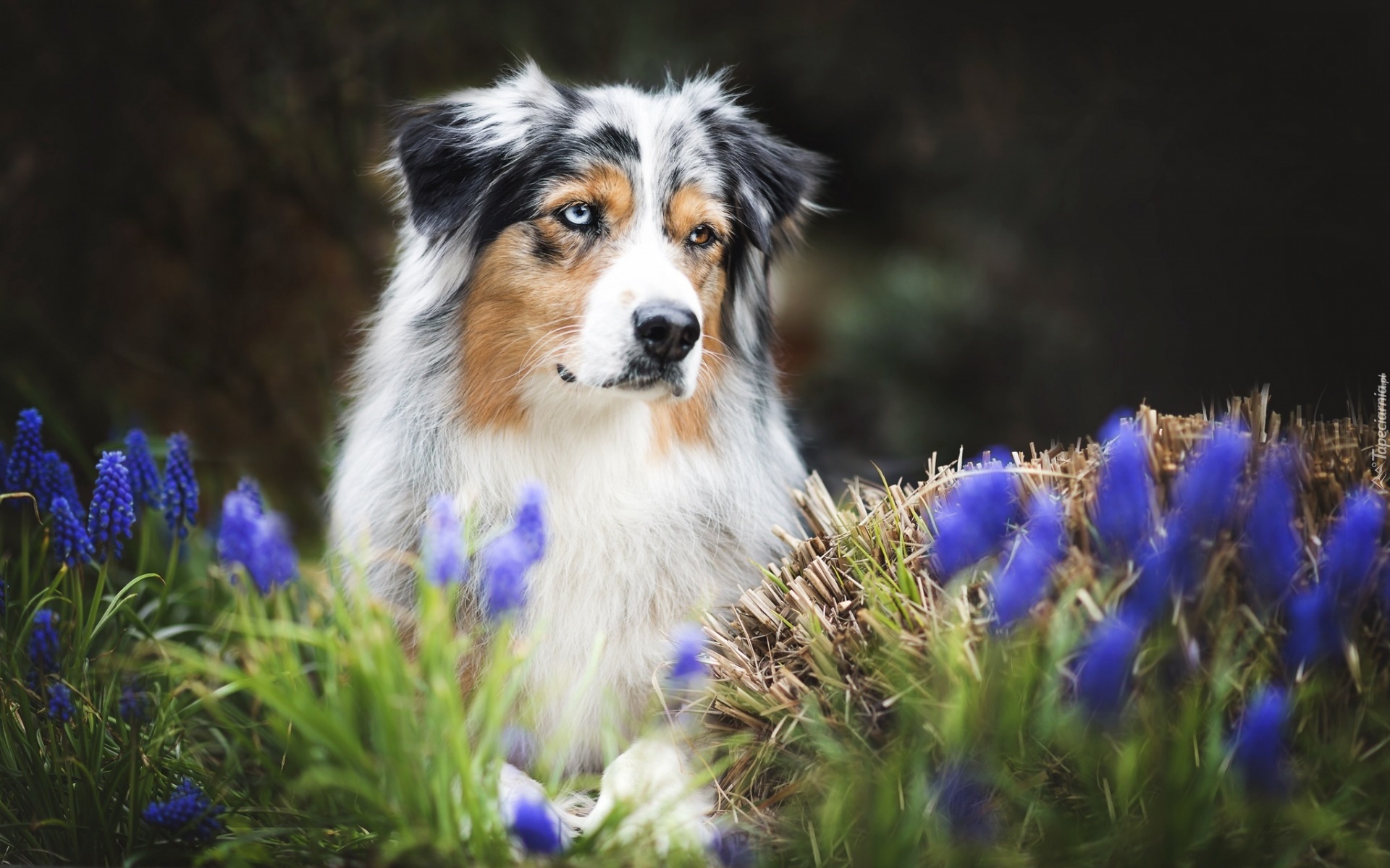 Owczarek australijski, Australian shepherd, Szafirki