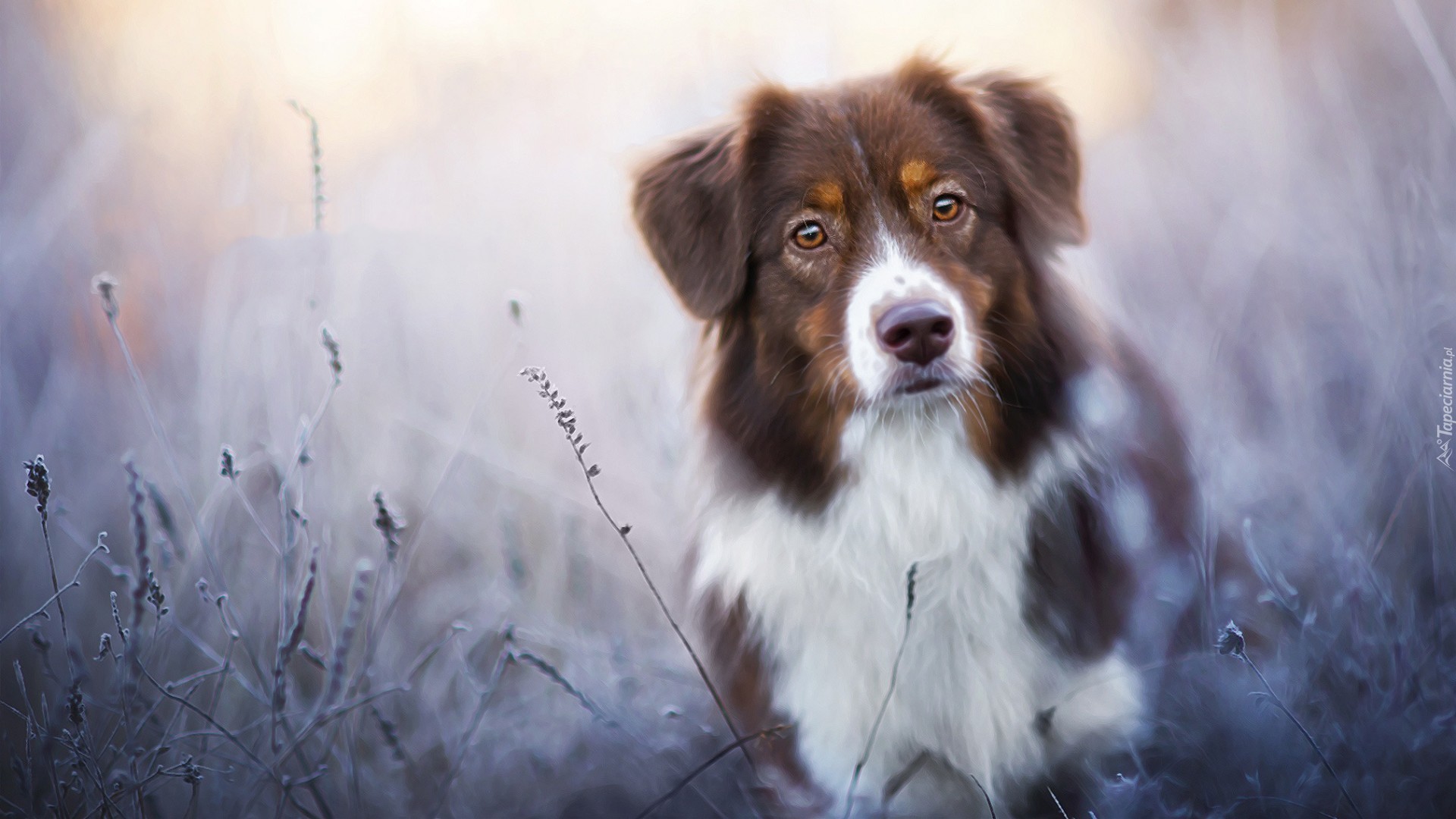 Owczarek australijski, Australian shepherd, Trawy