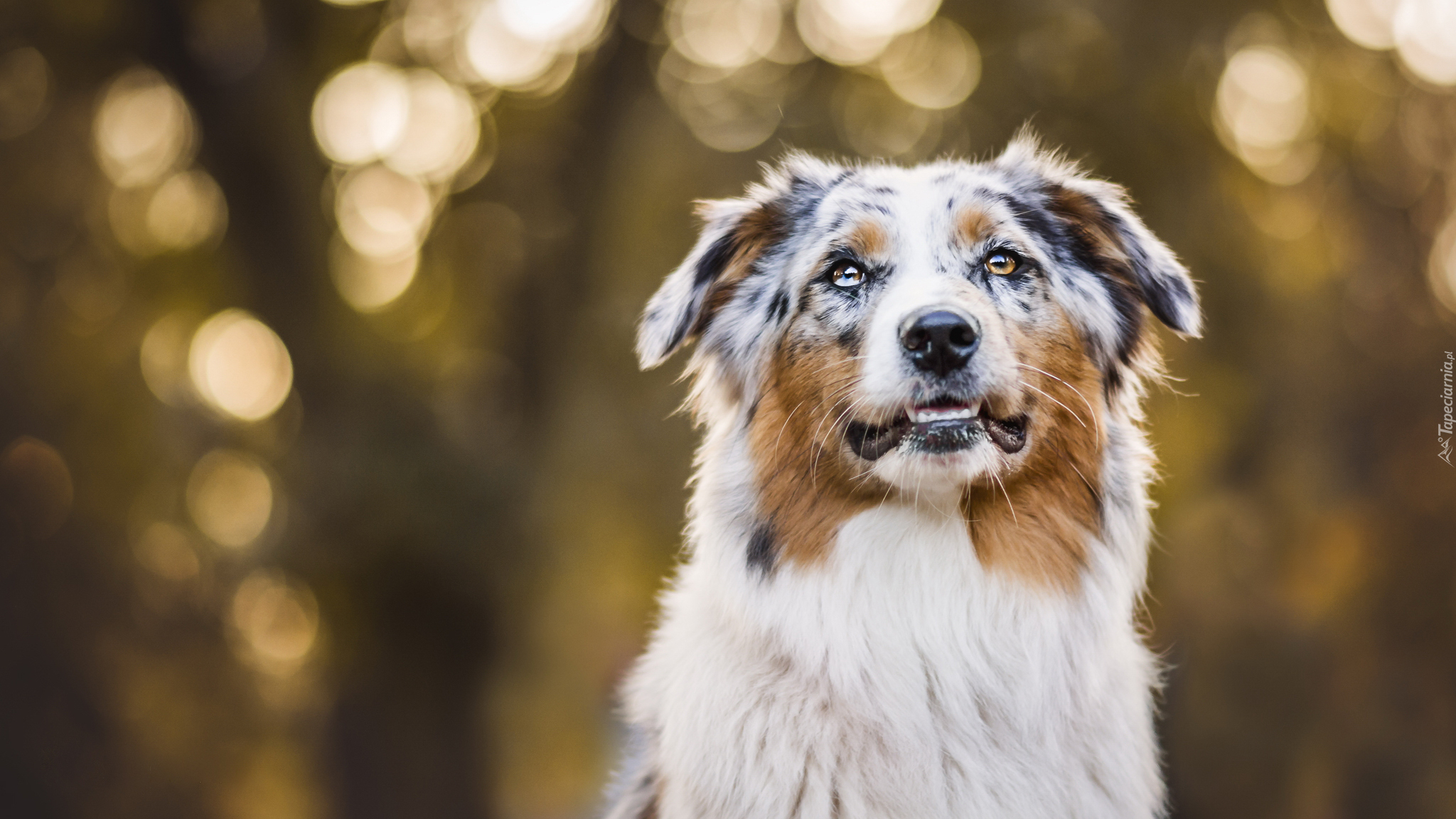 Owczarek australijski, Australian shepherd