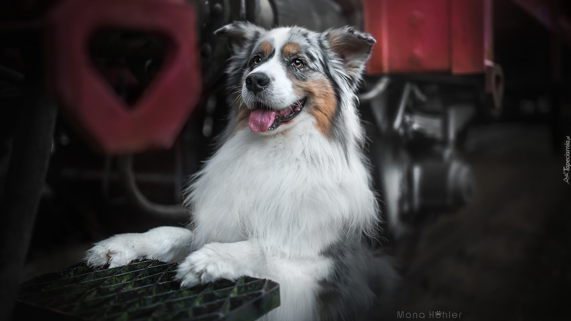 Pies, Owczarek australijski, Australian shepherd, Metalowa, Kratka