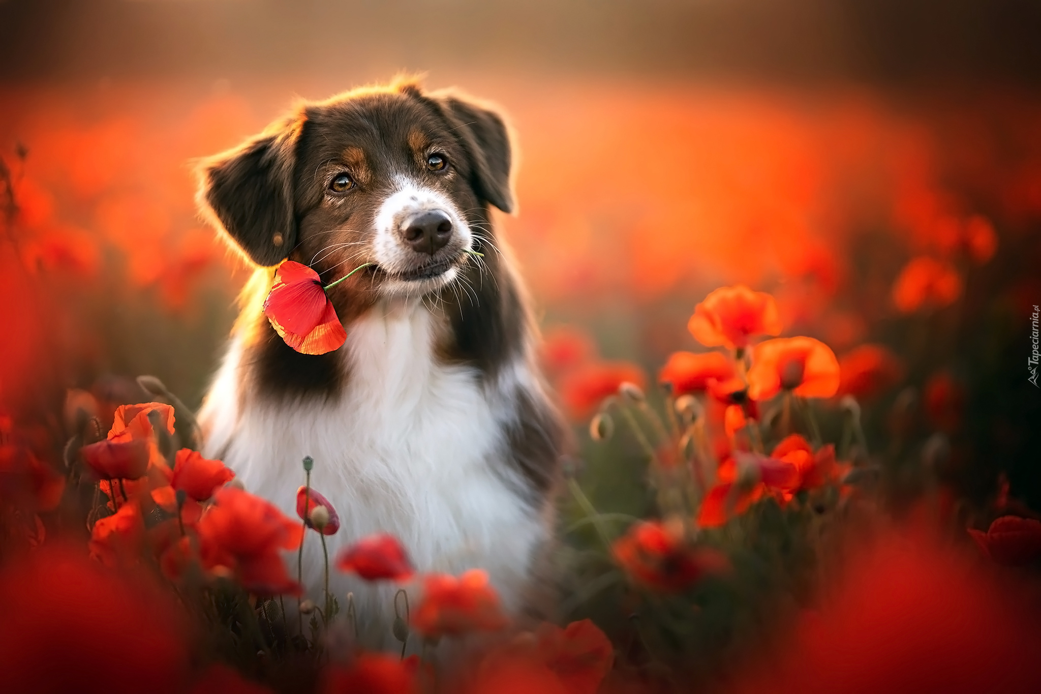 Pies, Owczarek australijski, Kwiaty, Maki, Rozmycie