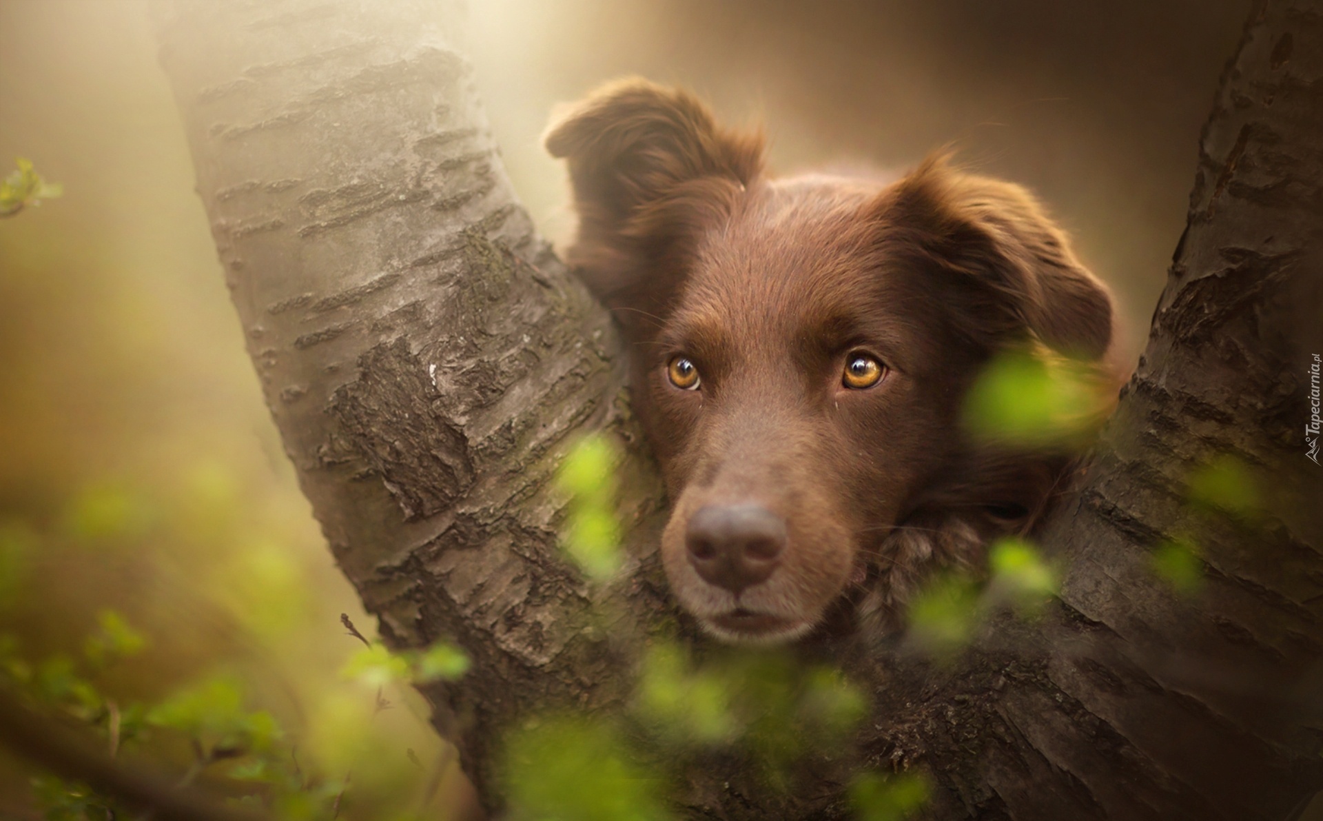 Owczarek australijski, Australian shepherd, Mordka, Drzewo