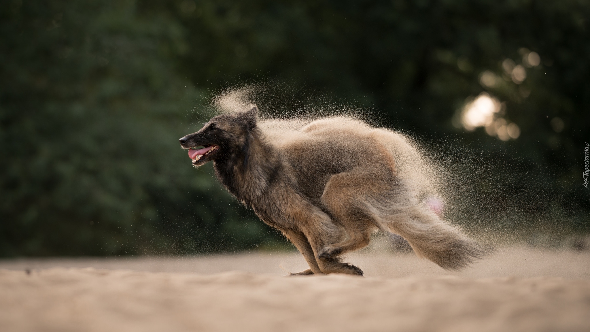 Biegnący, Pies, Owczarek belgijski malinois, Piasek