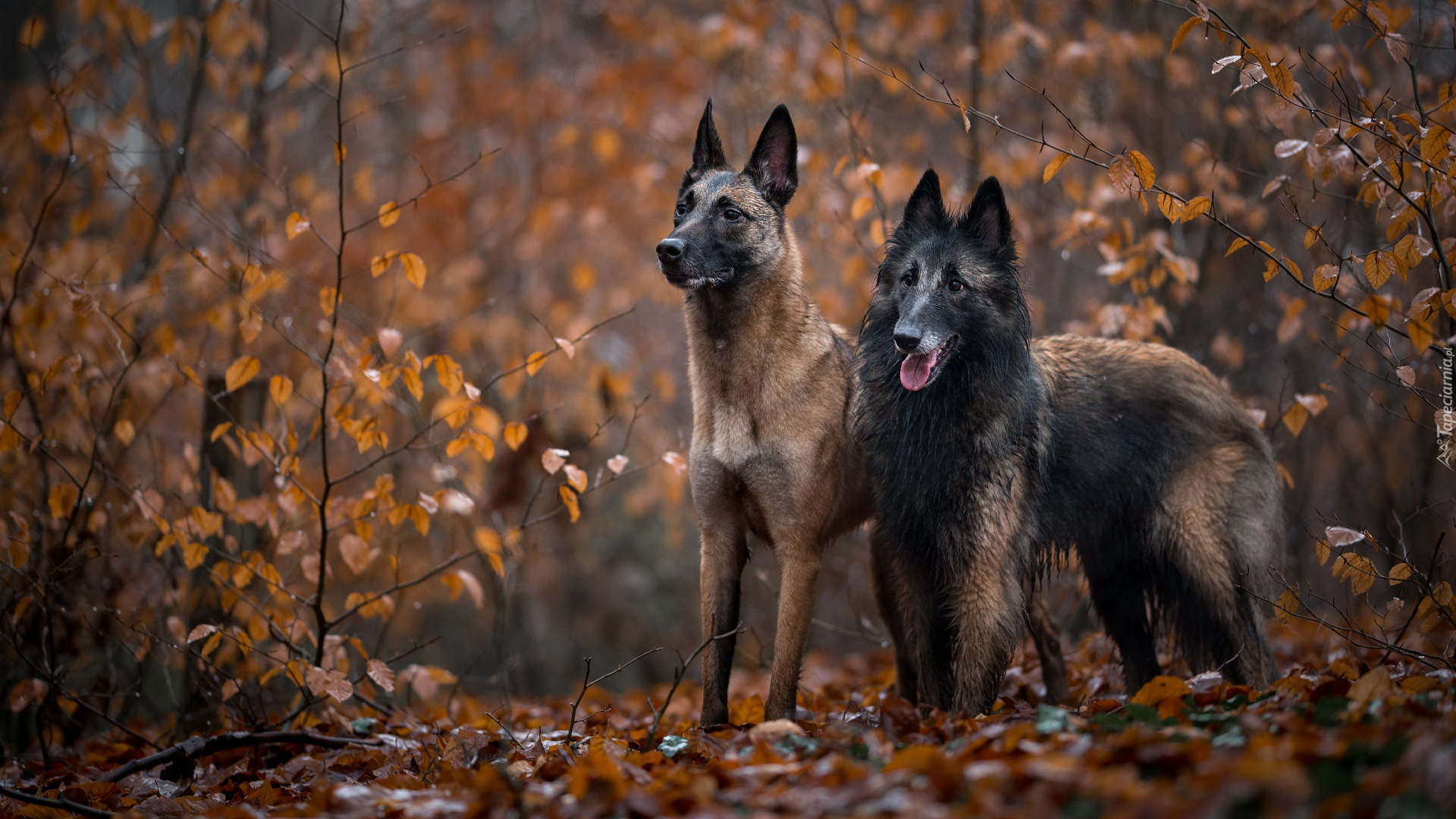 Dwa, Psy, Owczarek belgijski Malinois, Owczarek belgijski Tervueren