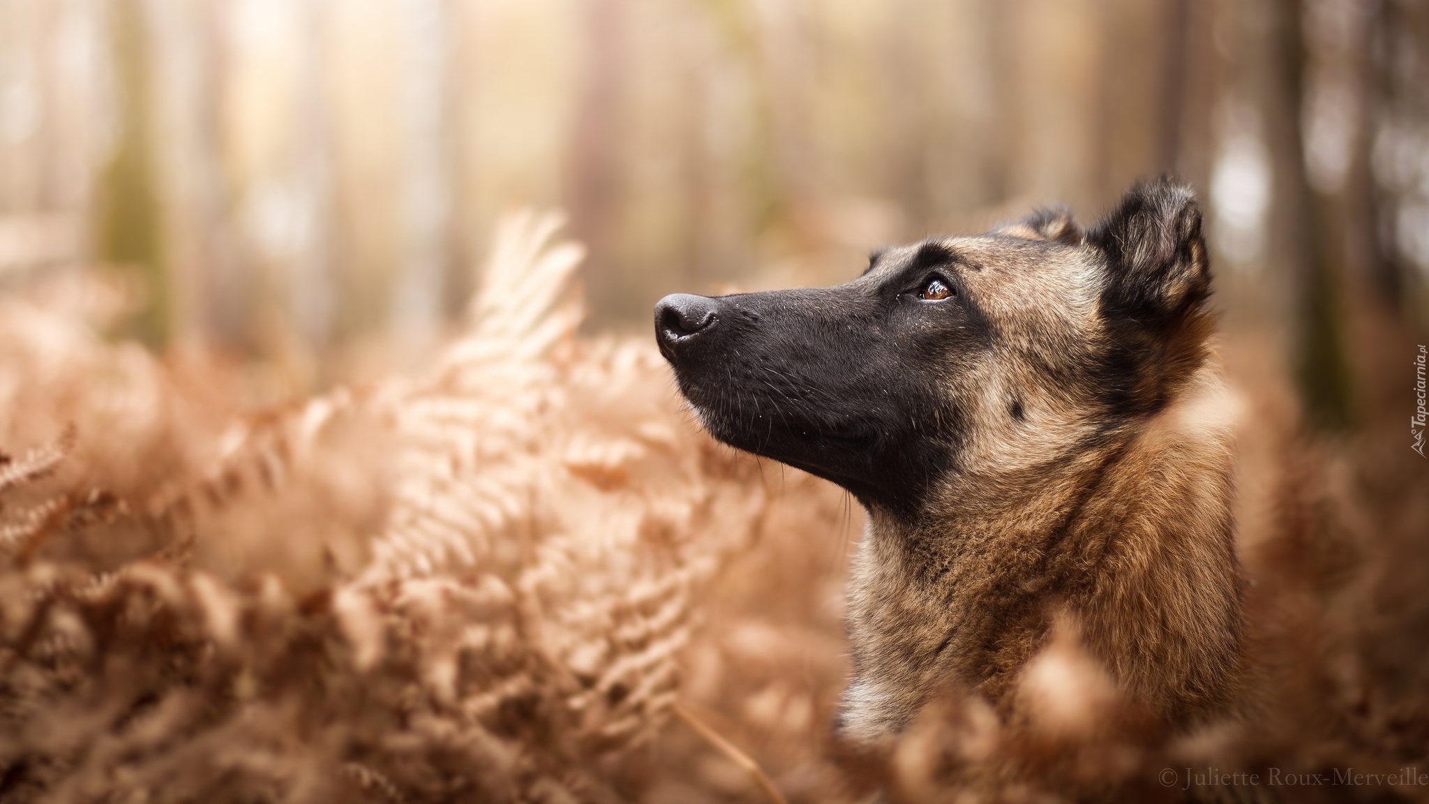 Pies, Owczarek belgijski malinois, Rośliny