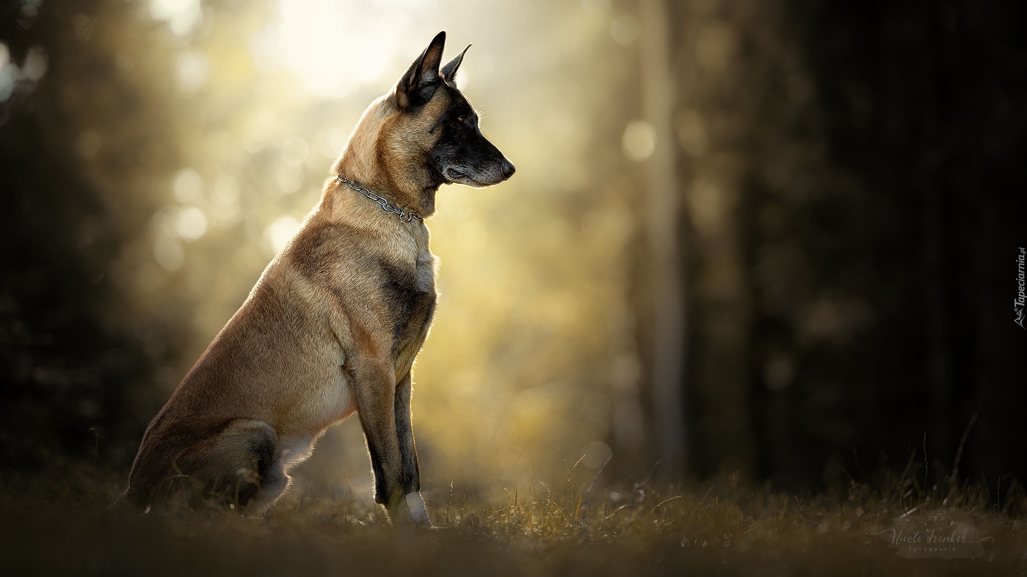 Pies, Owczarek belgijski Malinois, Trawa