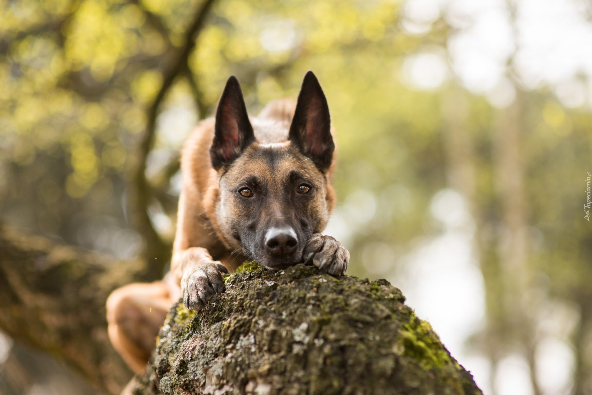 Owczarek belgijski malinois, Pień