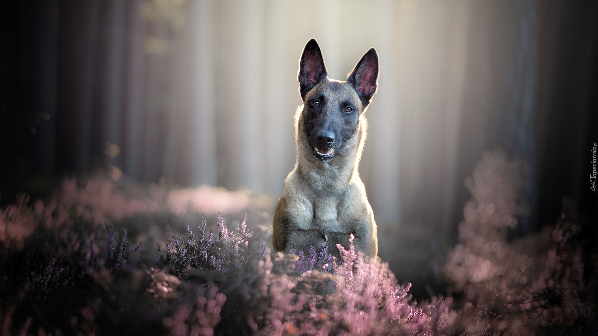 Pies, Mordka, Owczarek belgijski Malinois, Wrzosy