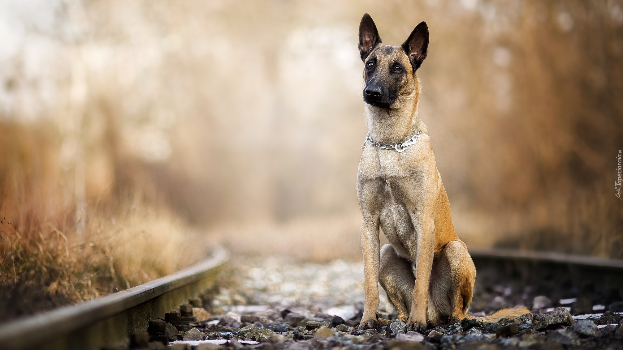 Pies, Owczarek belgijski malinois, Tory, Kamienie, Rozmyte, Rośliny