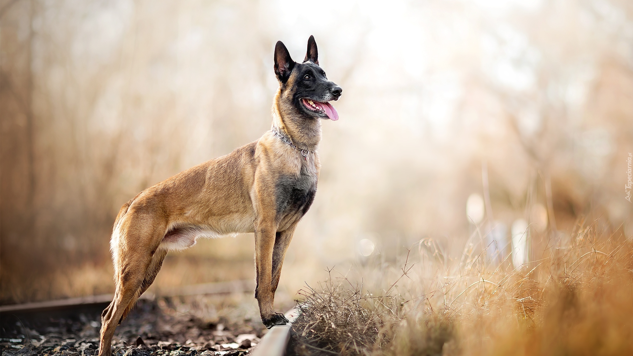 Pies, Owczarek belgijski malinois, Tory, Kolejowe, Rośliny