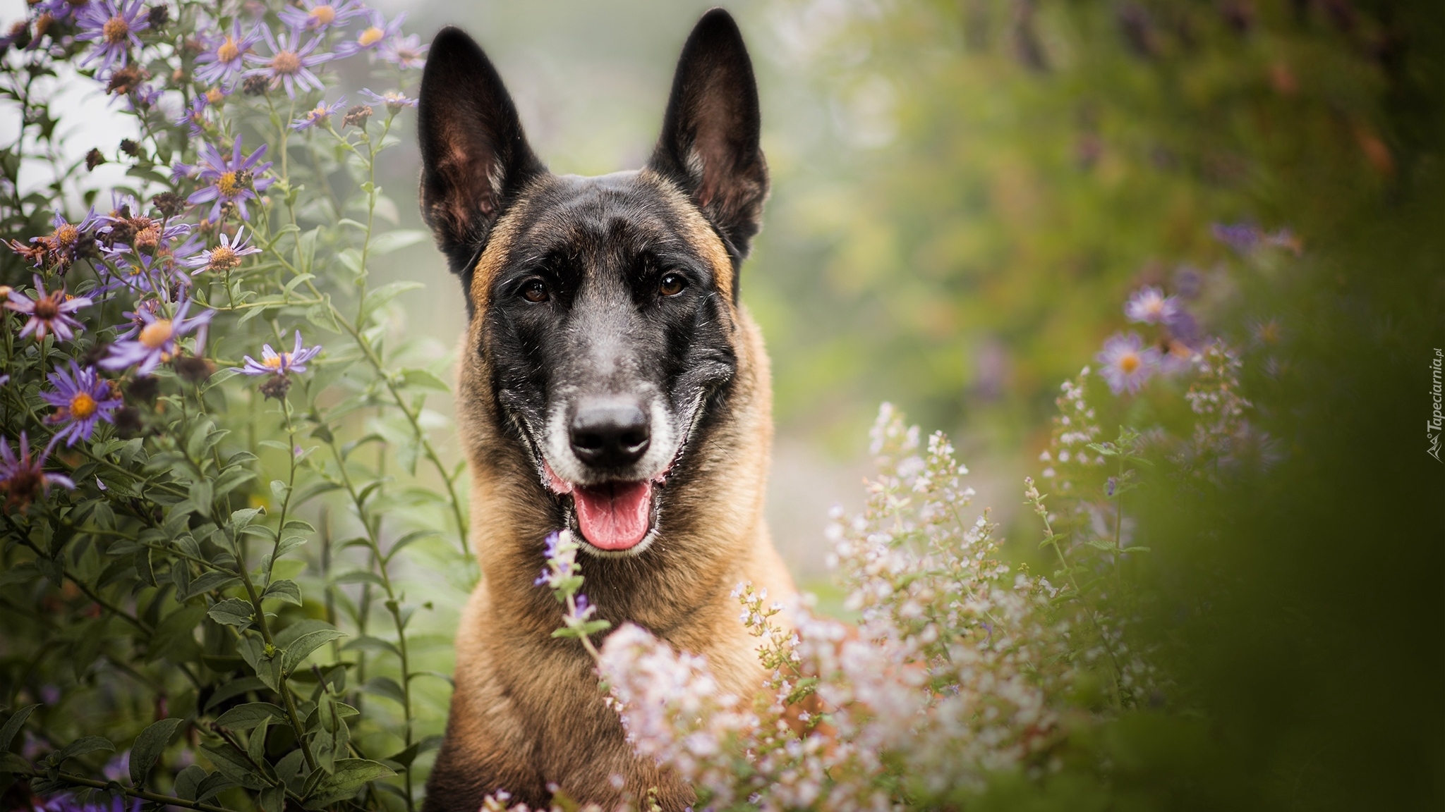 Pies, Mordka, Owczarek belgijski Malinois, Kwiaty
