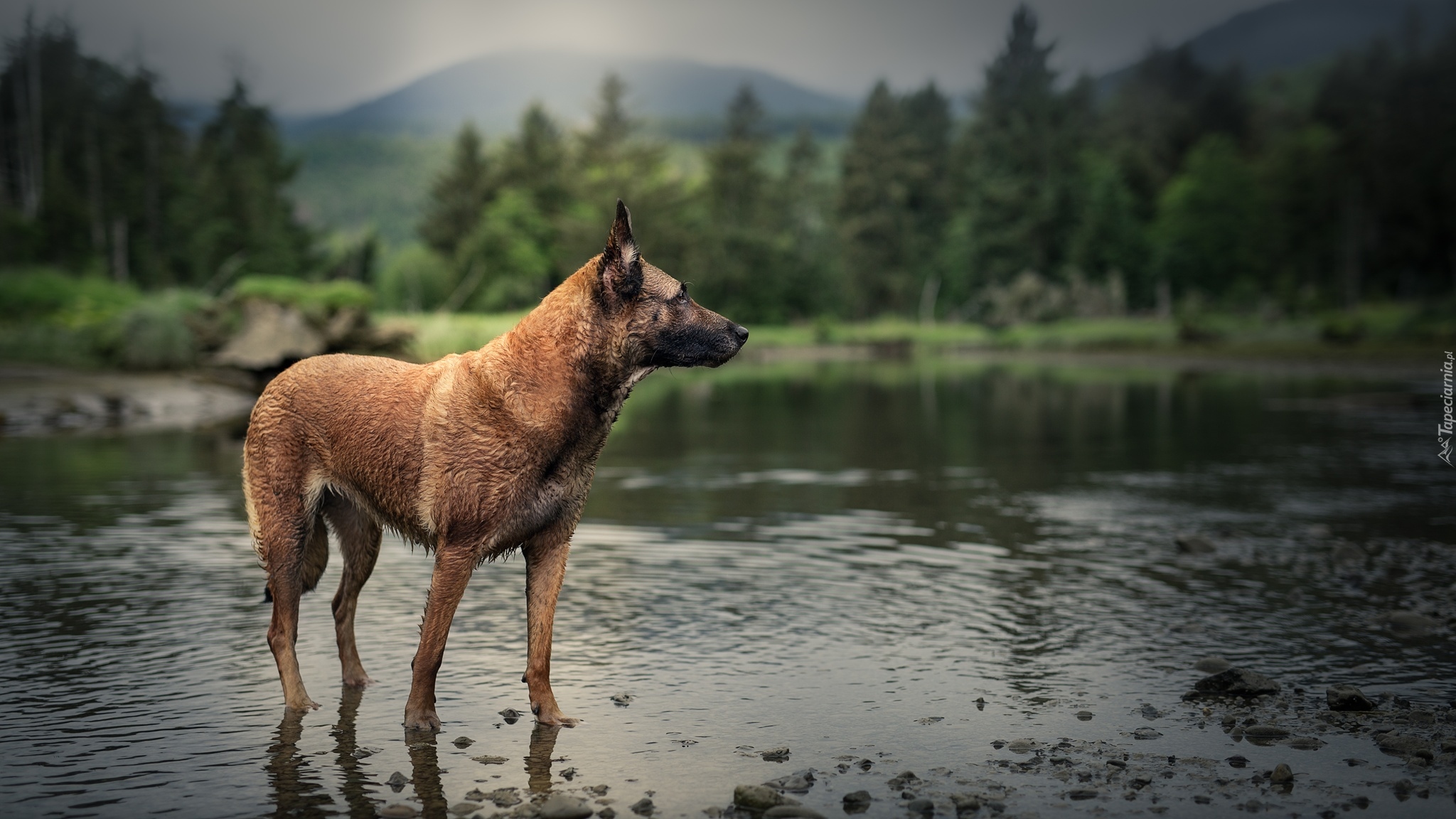 Pies, Owczarek belgijski Malinois, Rzeka, Rozmyty, Las