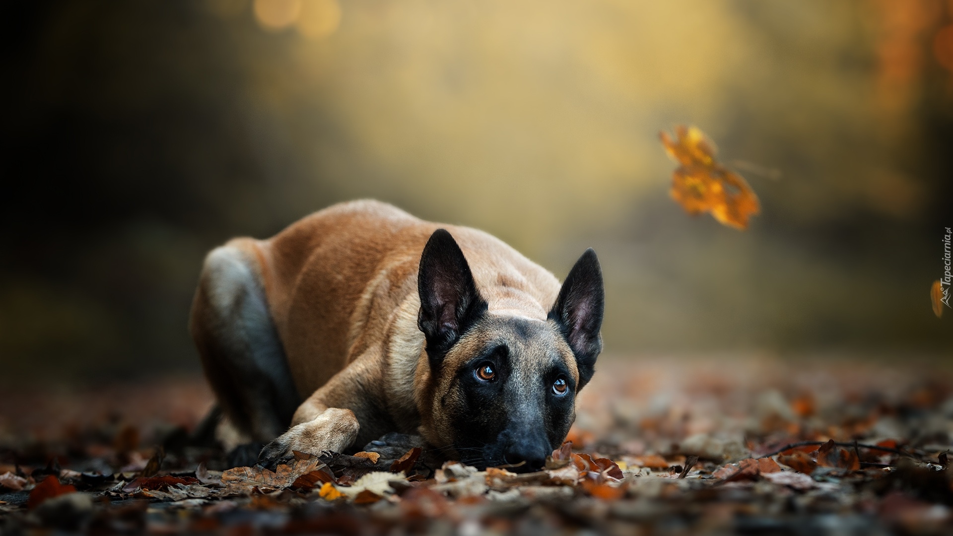 Leżący, Pies, Owczarek belgijski Malinois, Liście