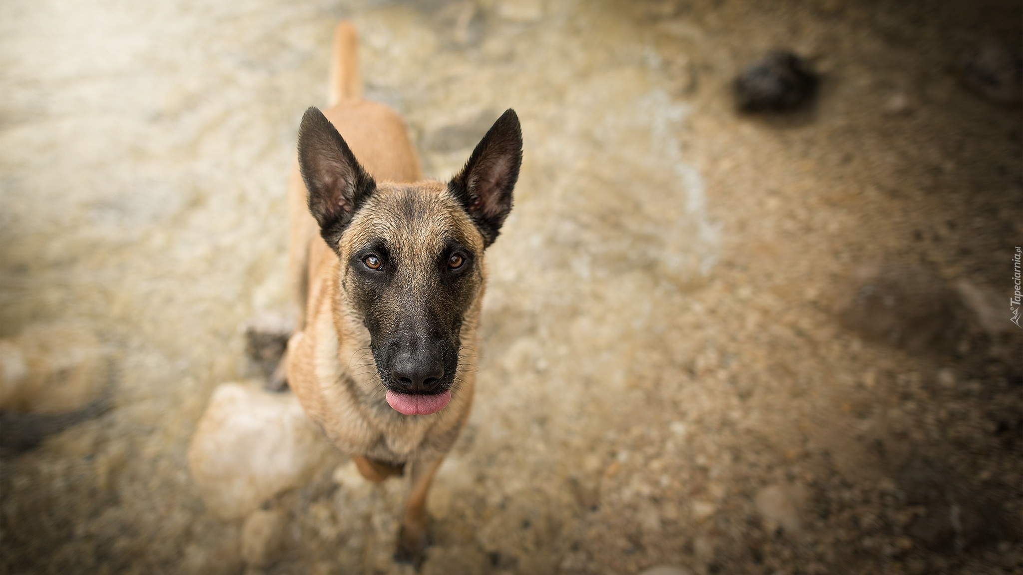 Pies, Owczarek belgijski Malinois