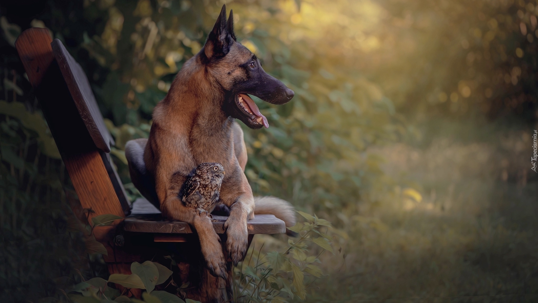 Pies, Owczarek belgijski malinois, Sowa, Pójdźka, Ławka, Rośliny