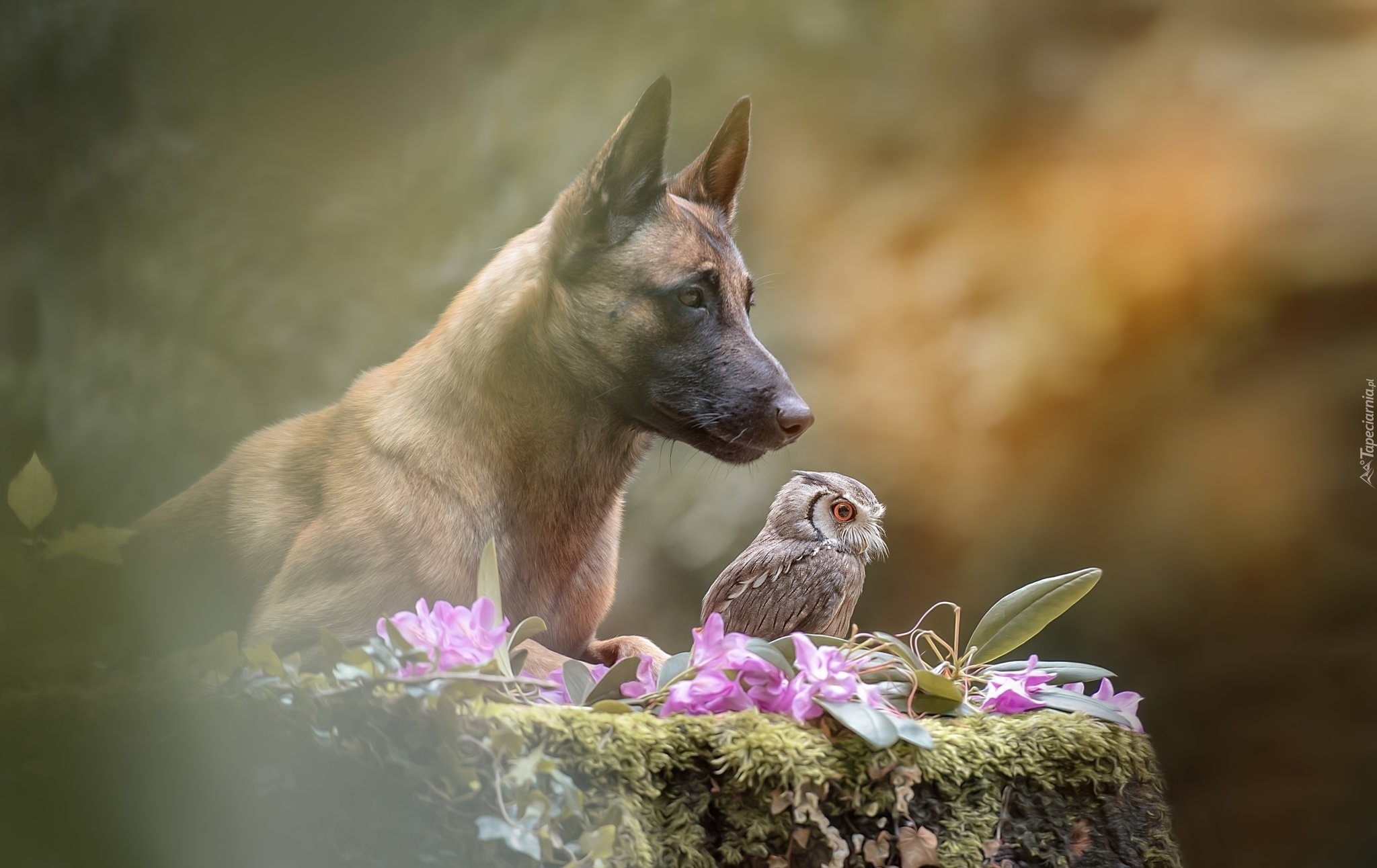 Pies, Owczarek belgijski Malinois, Sowa, Syczek