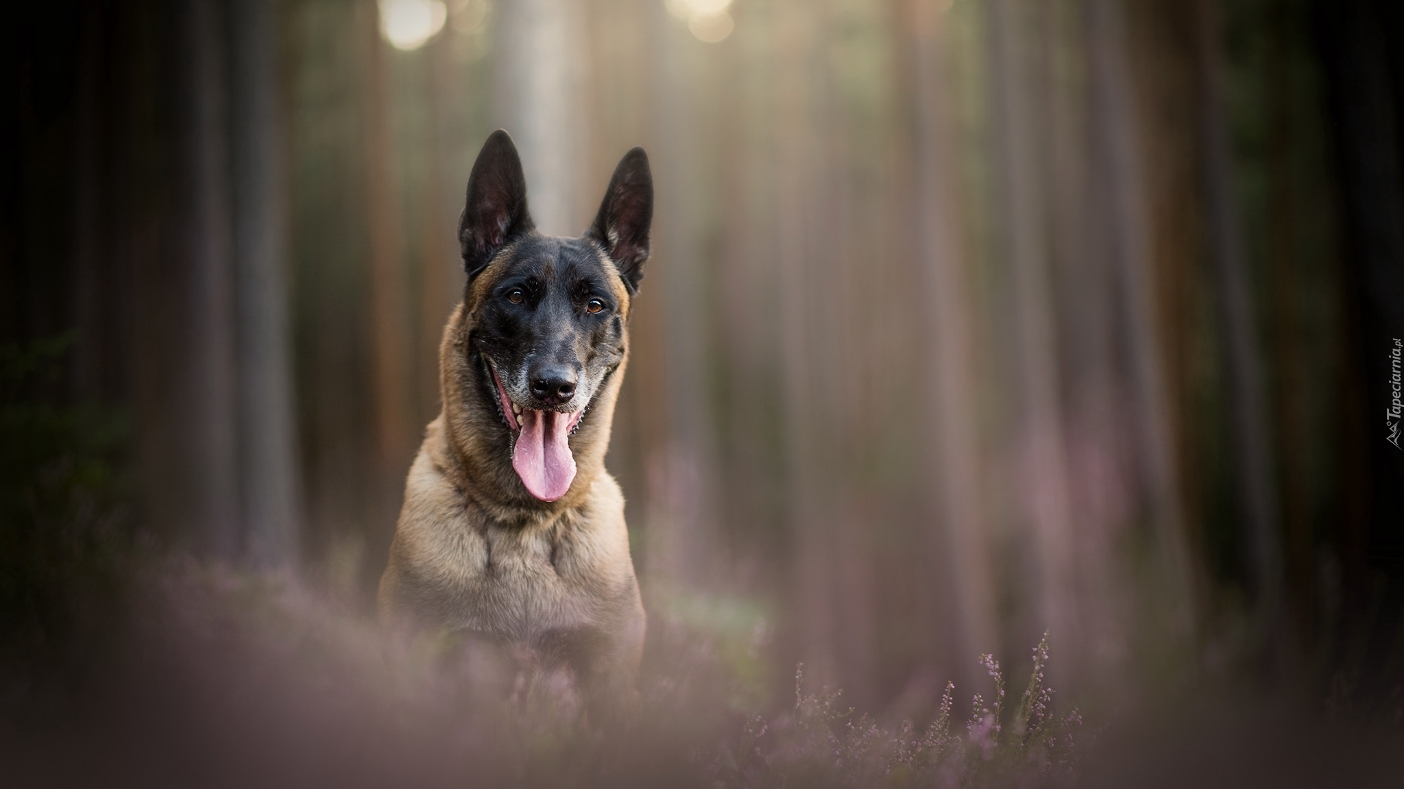 Pies, Owczarek belgijski malinois, Mordka, Jęzor, Wrzosy, Rozmyte, Tło
