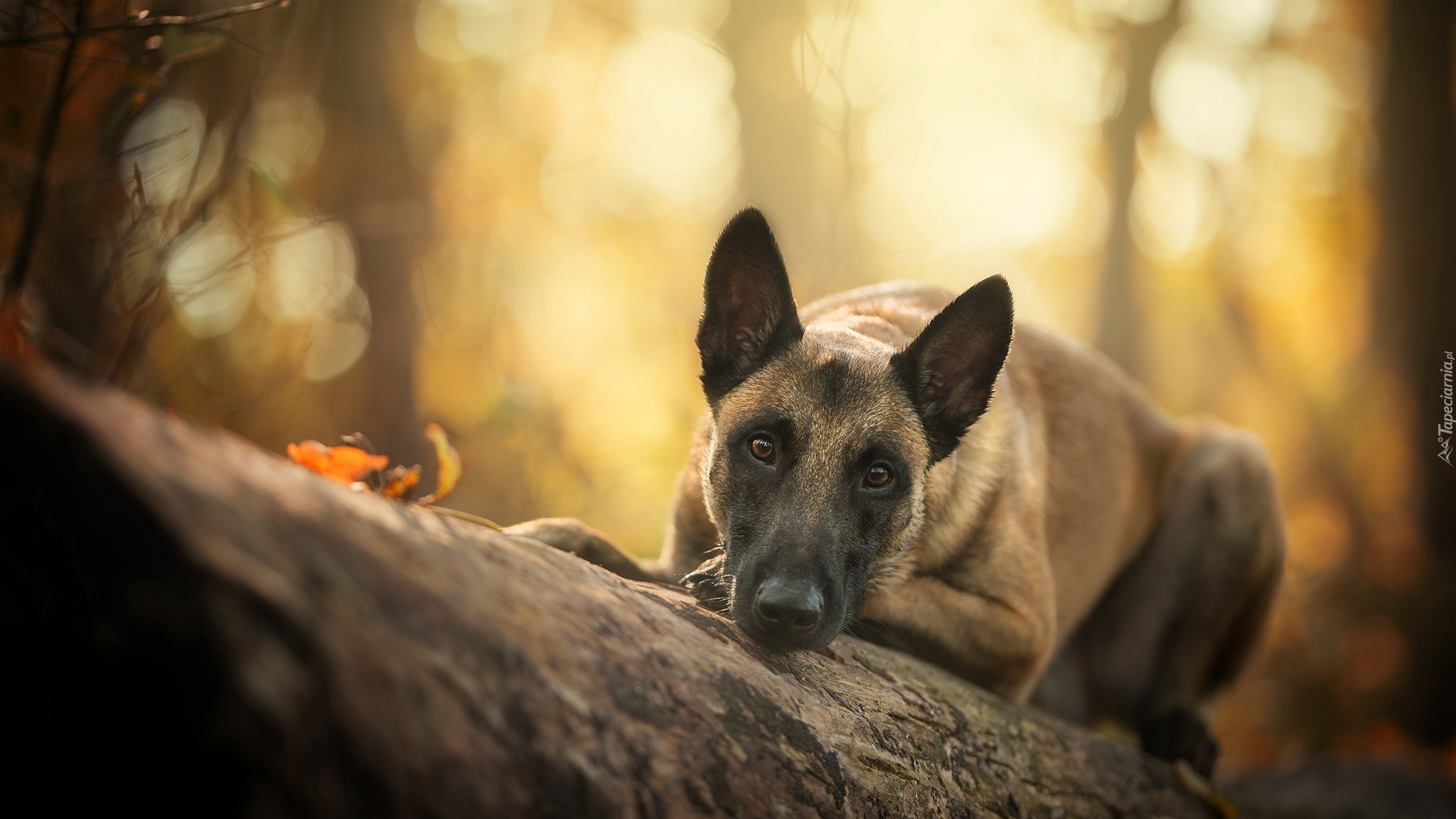 Pies, Owczarek belgijski malinois, Kłoda