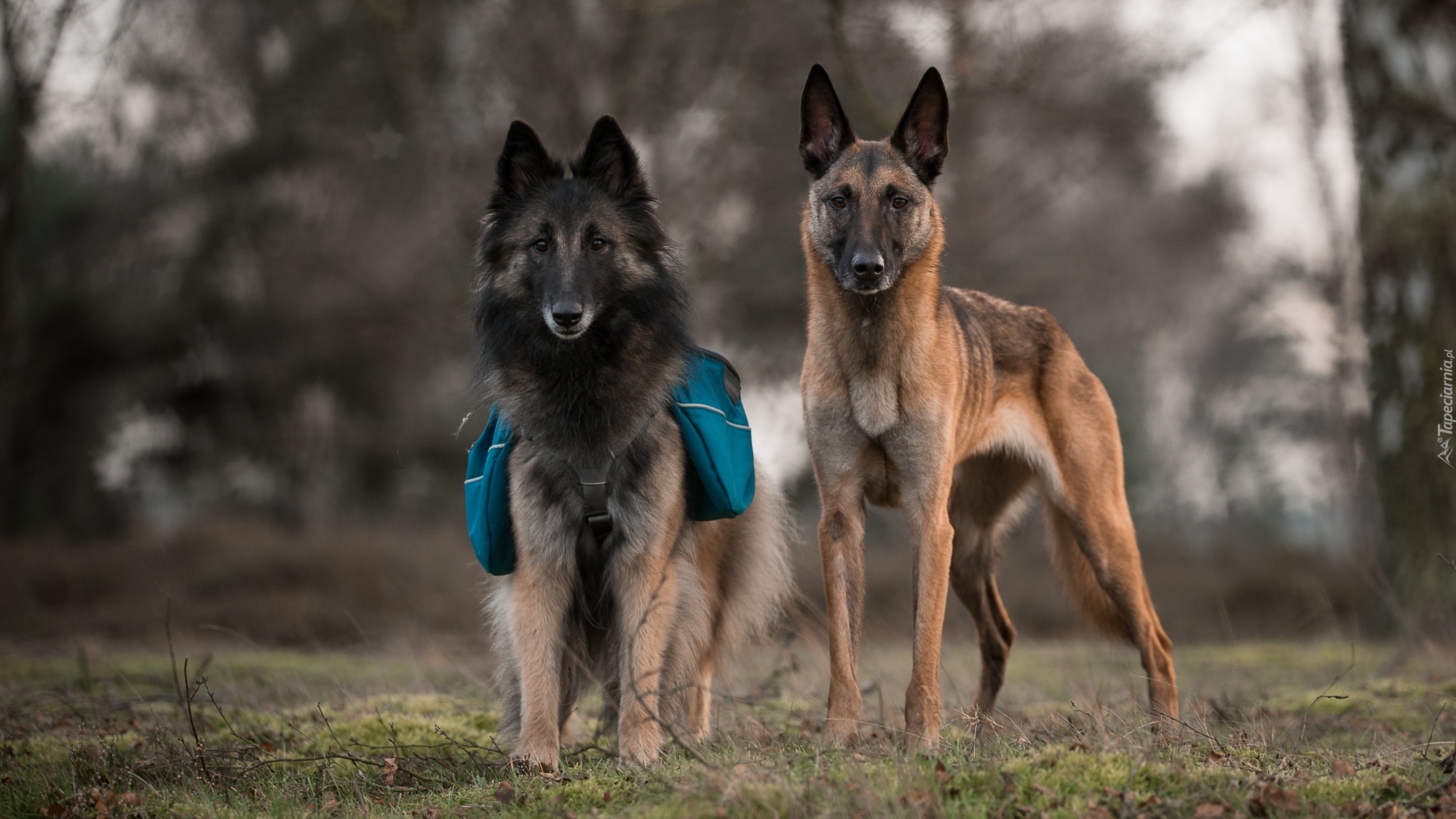 Dwa, Psy, Owczarek belgijski Tervueren, Owczarek belgijski Malinois