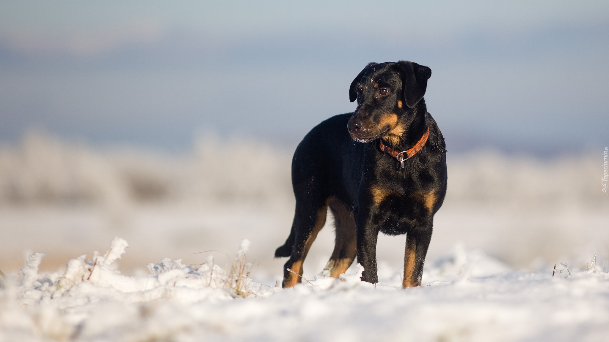 Pies, Owczarek francuski Beauceron, Śnieg