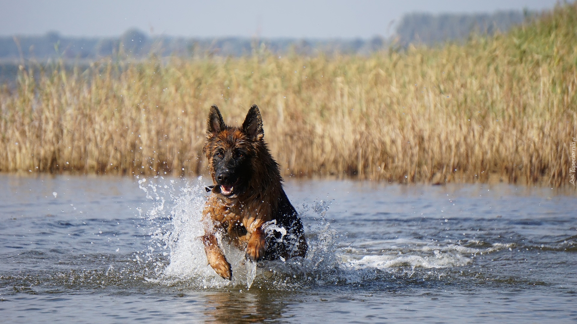 Pies, Owczarek niemiecki, Jezioro, Woda, Szuwary