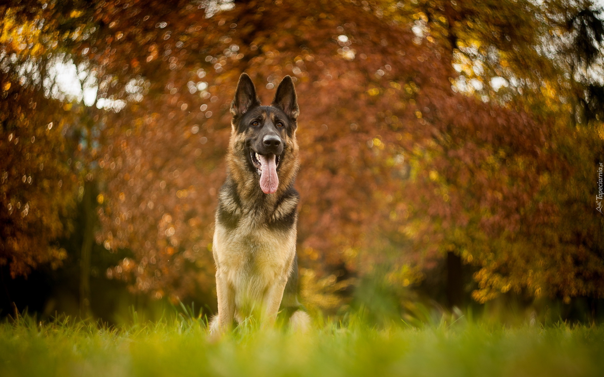 Owczarek niemiecki, Bokeh