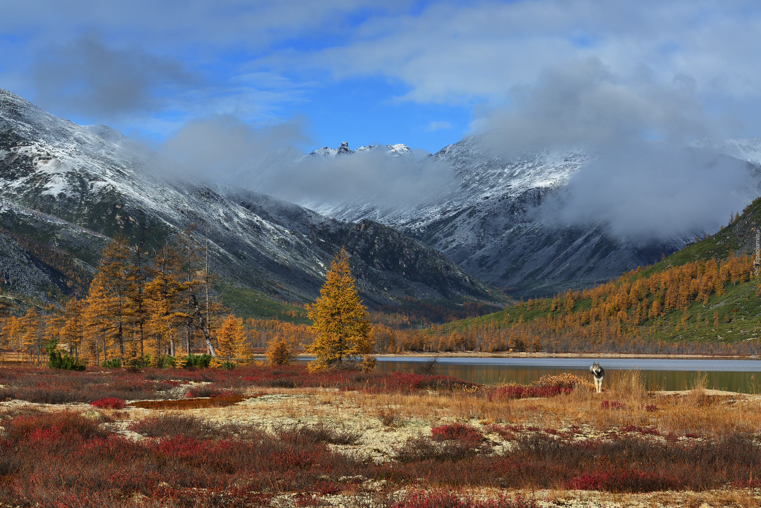 Jesień, Góry Kołymskie, Mgła, Pies, Drzewa, Jezioro Jack London Lake, Kołyma, Magadan, Rosja