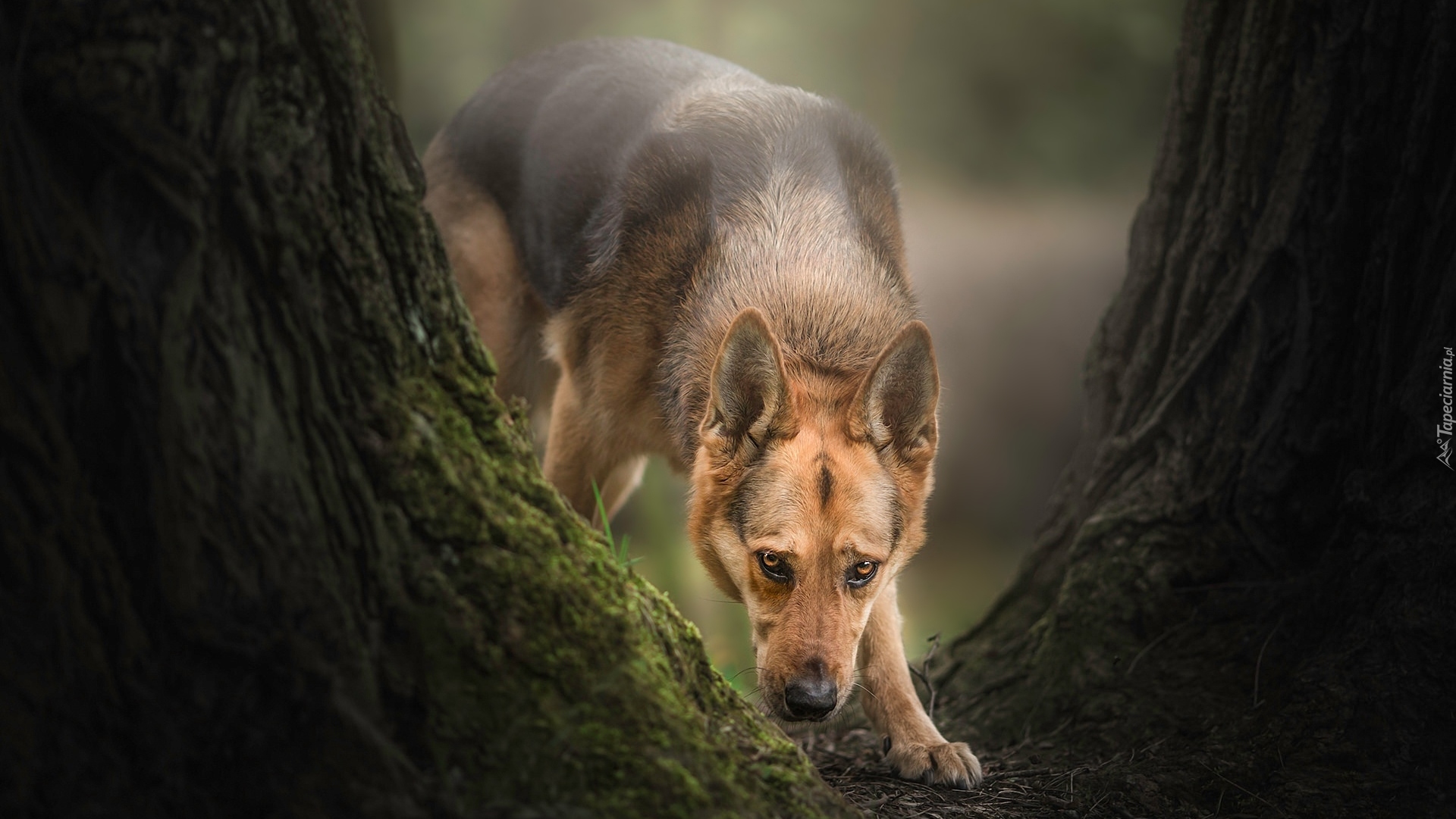 Pies, Owczarek niemiecki, Drzewa