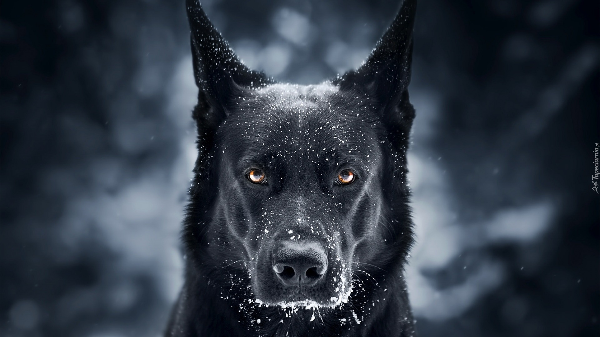 Pies, Czarny owczarek niemiecki, Mordka, Śnieg