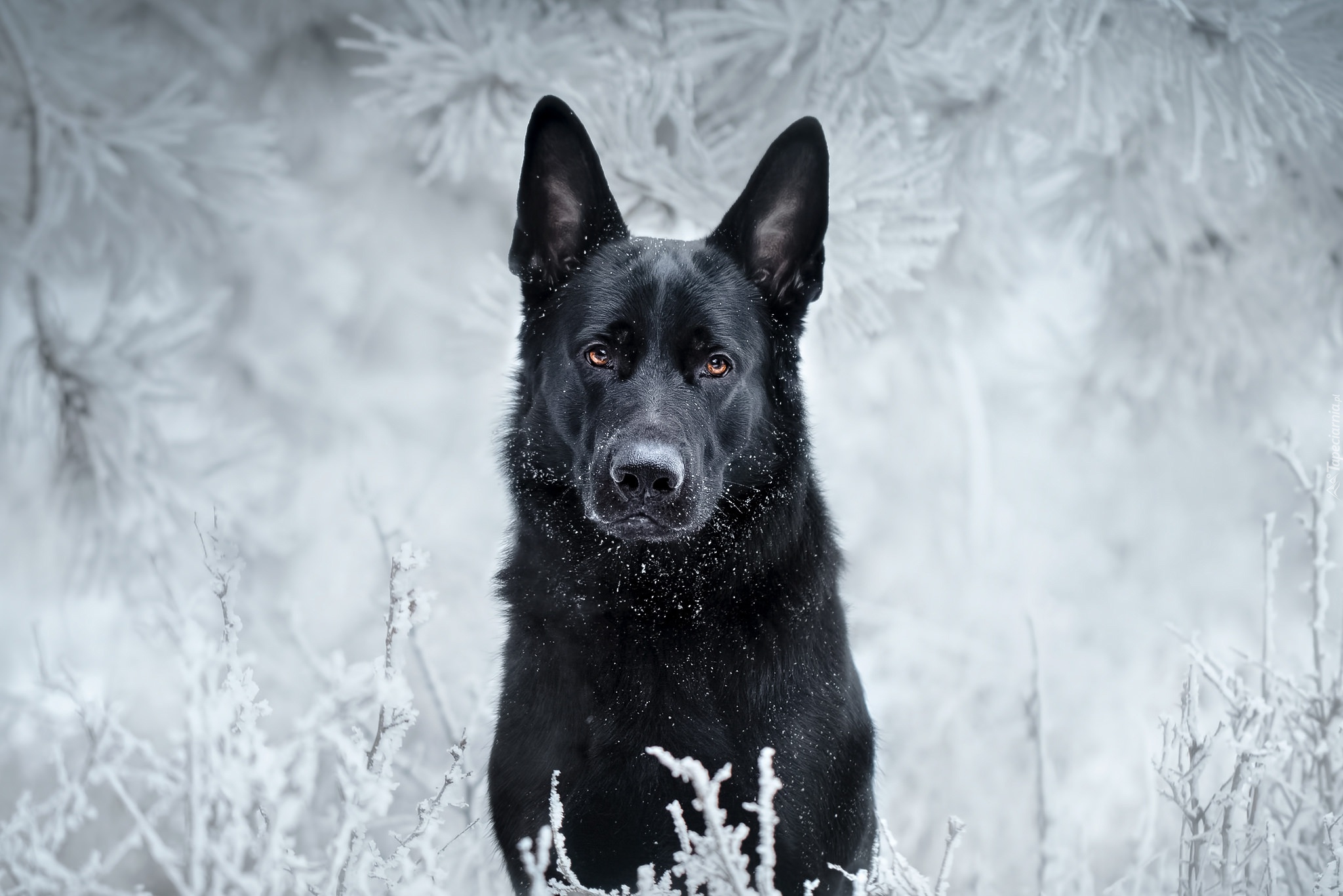 Pies, Owczarek niemiecki, Zima, Śnieg
