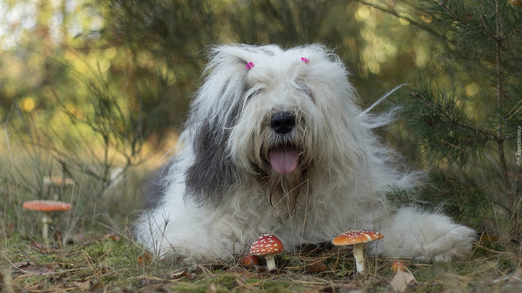 Pies, Owczarek staroangielski bobtail, Grzyby