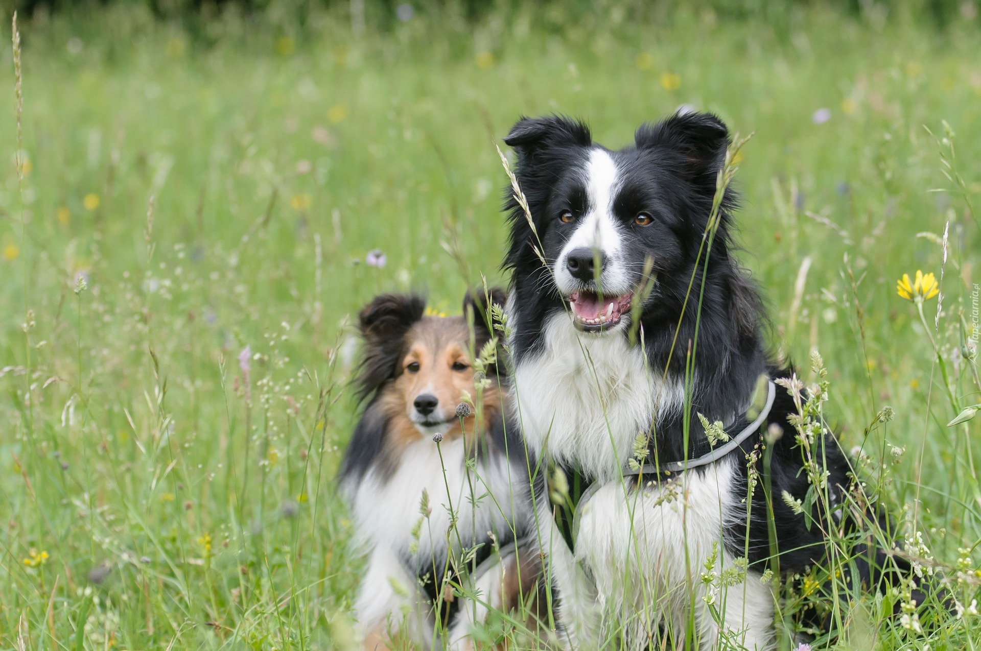 Dwa, Psy, Owczarek szetlandzki, Border collie, Trawa