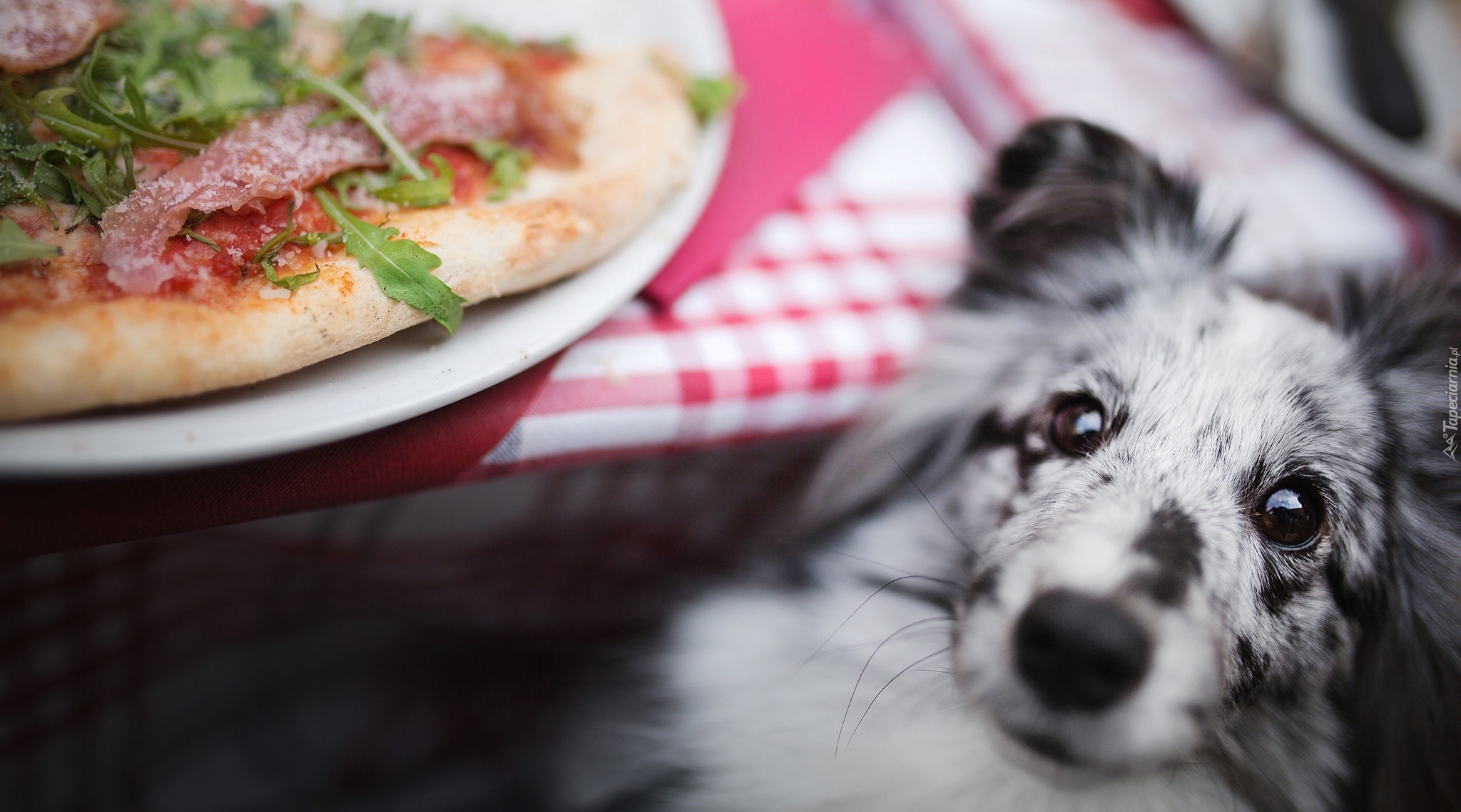 Pies, Owczarek szetlandzki, Stół, Talerz, Pizza