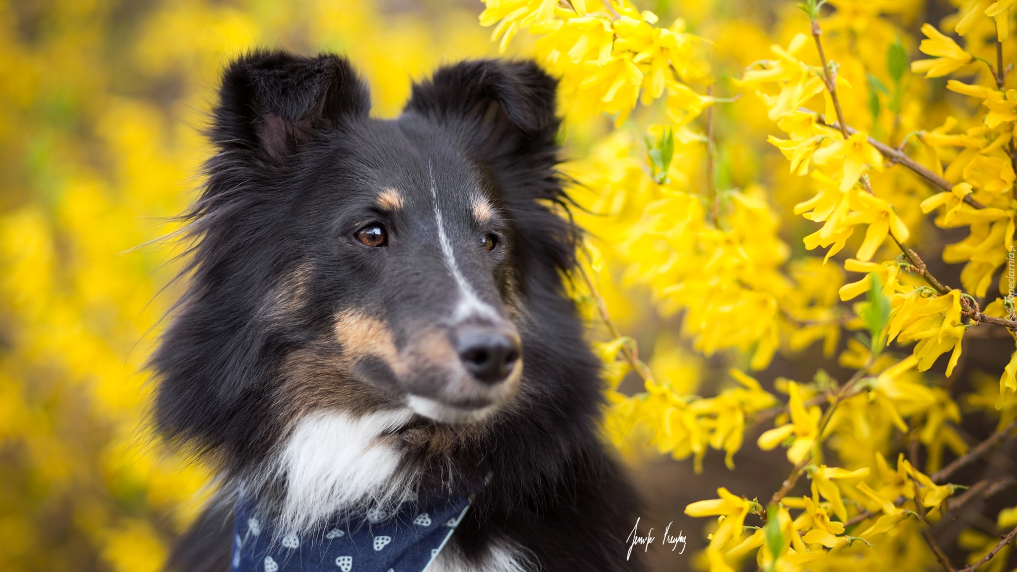Pies, Owczarek szetlandzki, Kwiaty