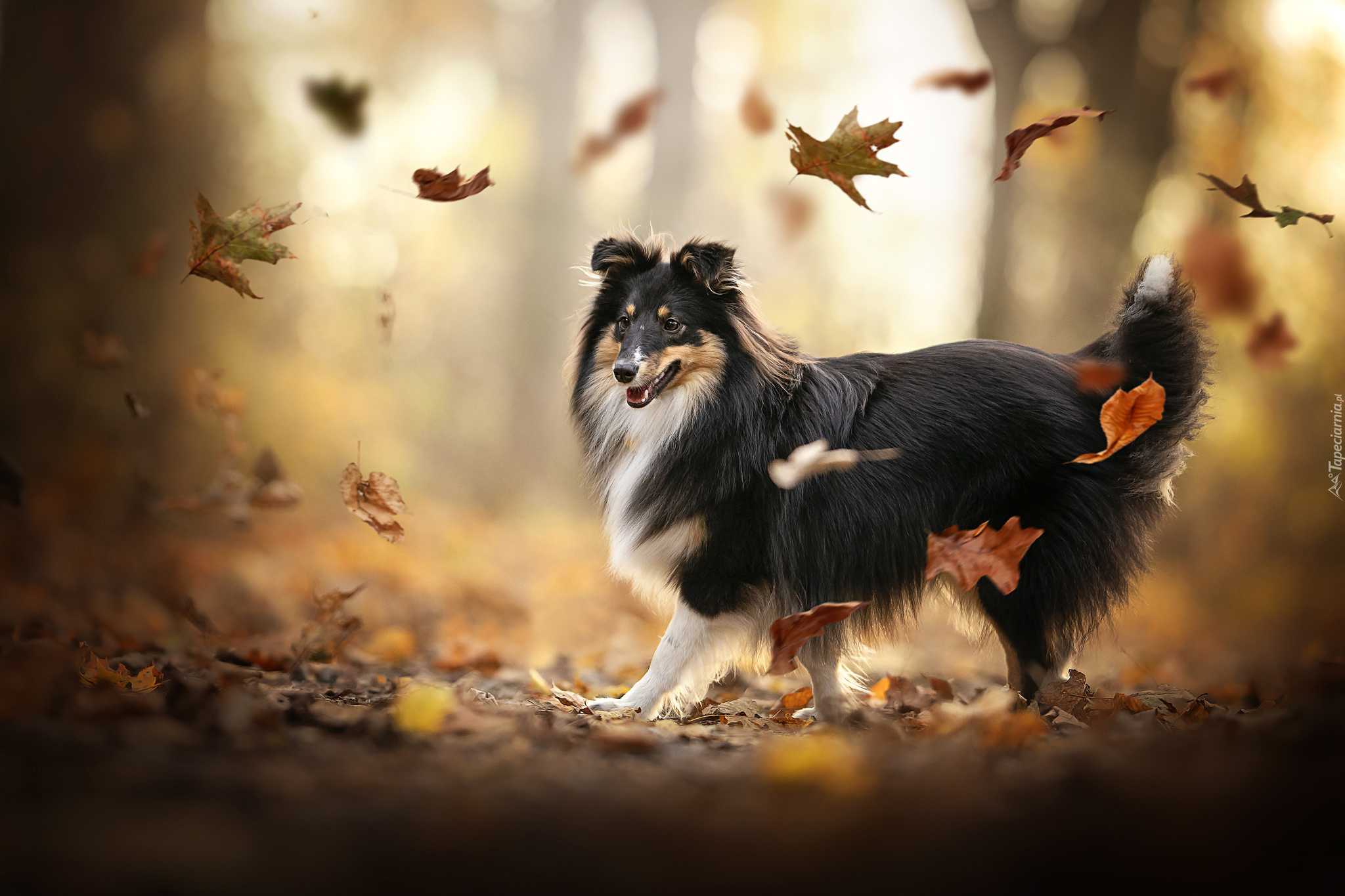 Pies, Owczarek szetlandzki, Liście, Jesień